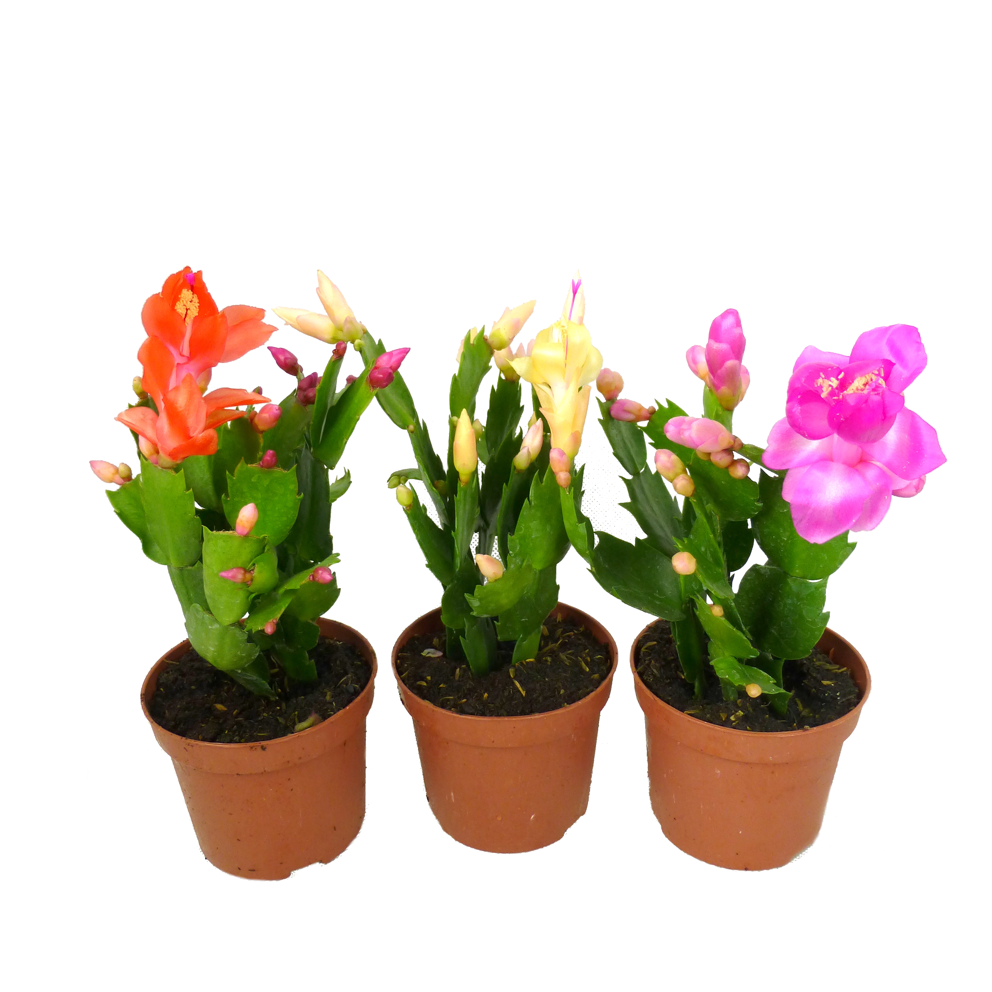 Szlumbergera mix 15 cm