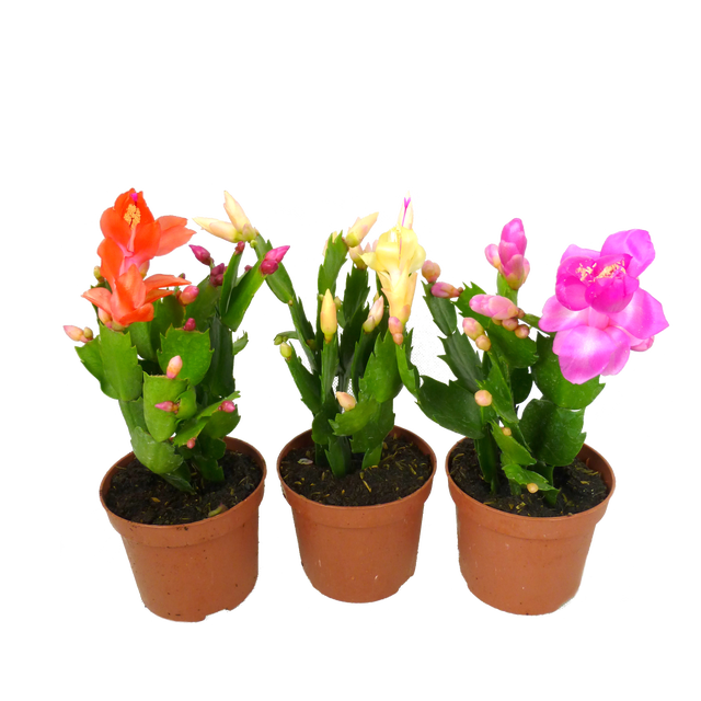 Szlumbergera mix 15 cm