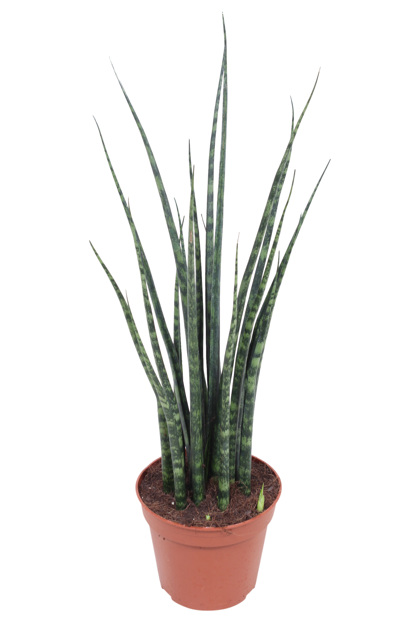 Sansewieria cylindryczna 45 cm