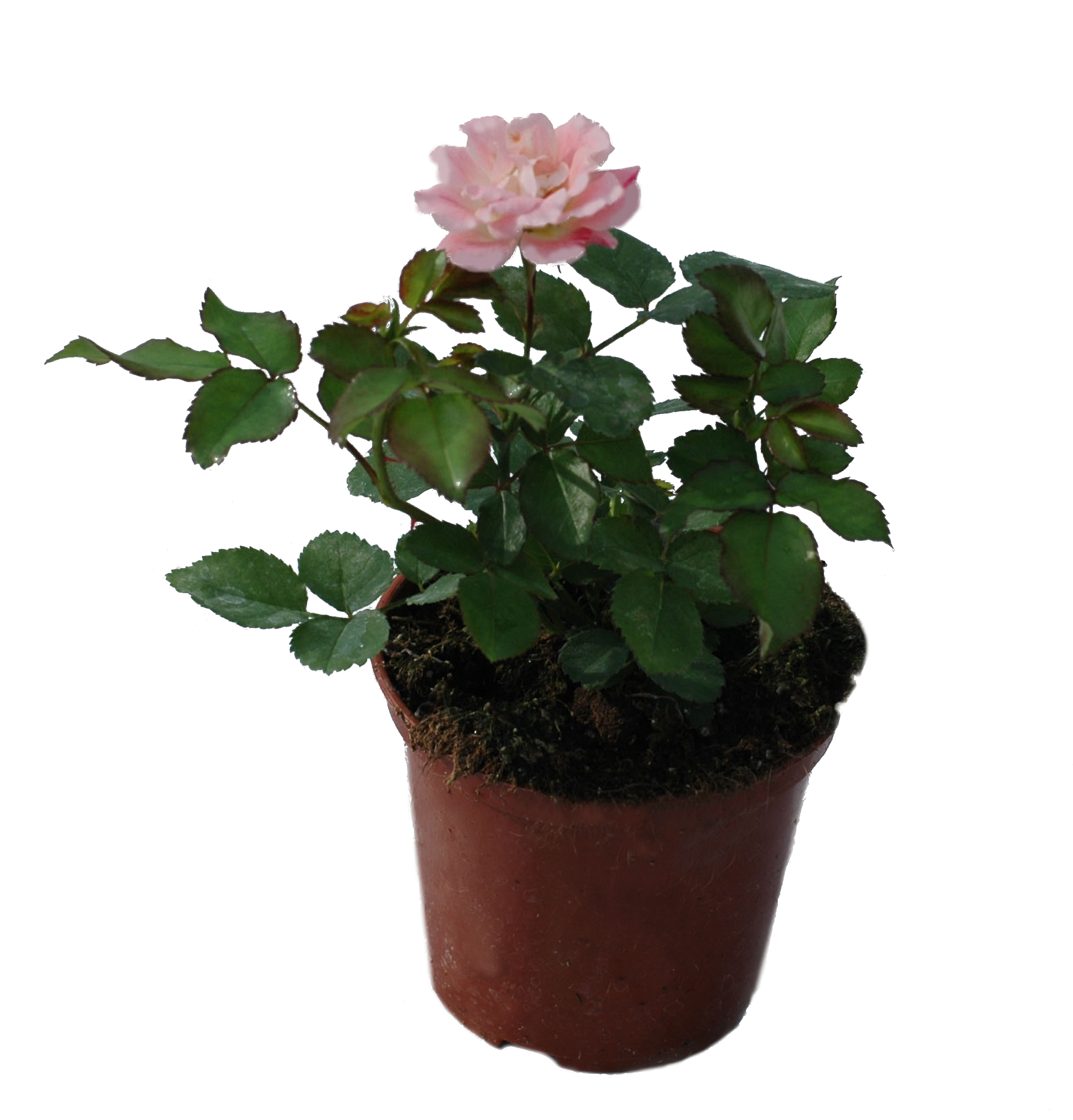 Róża okrywowa mix 20-40 cm