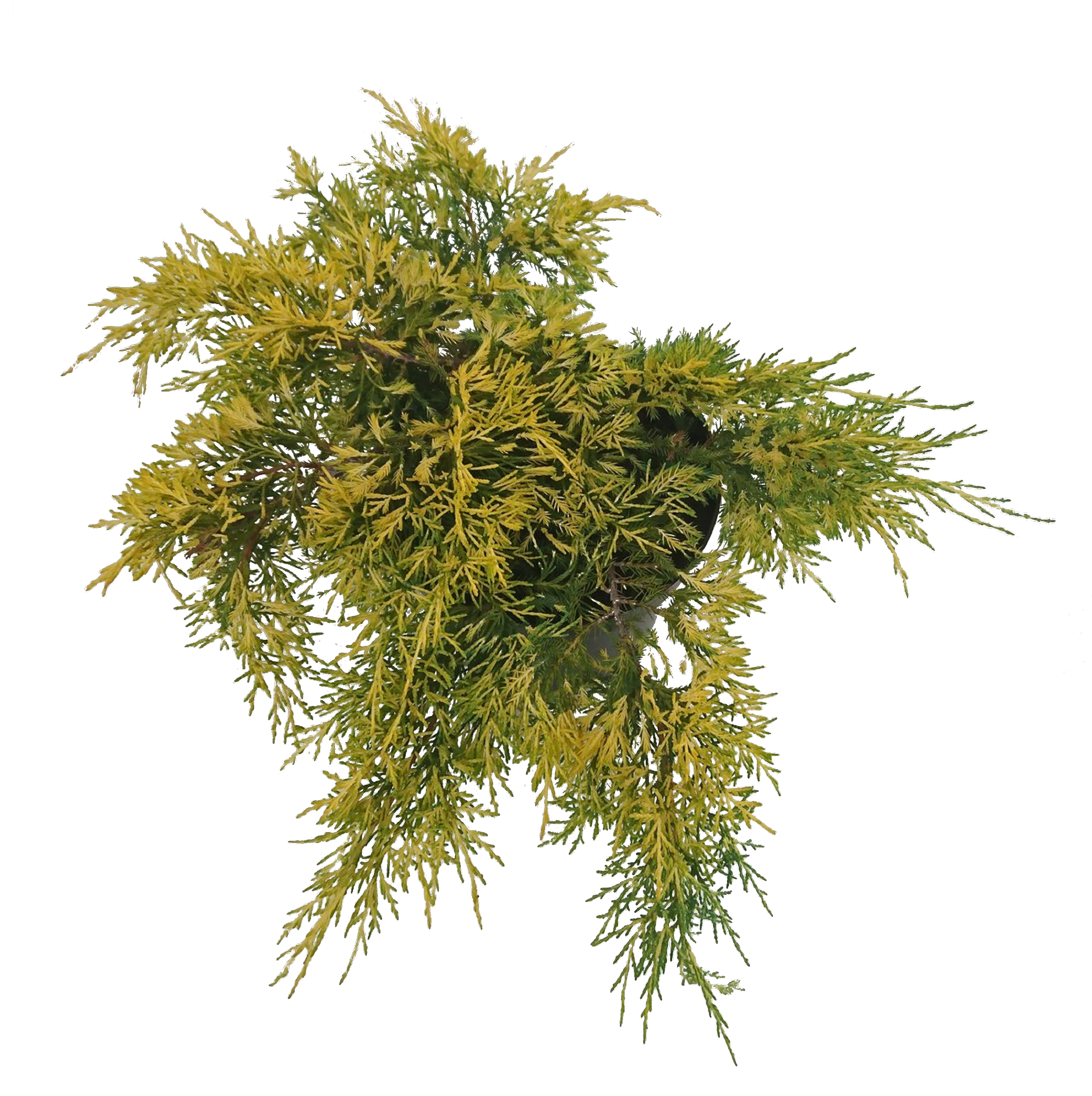 Jałowiec pośredni King of Spring 30-40 cm