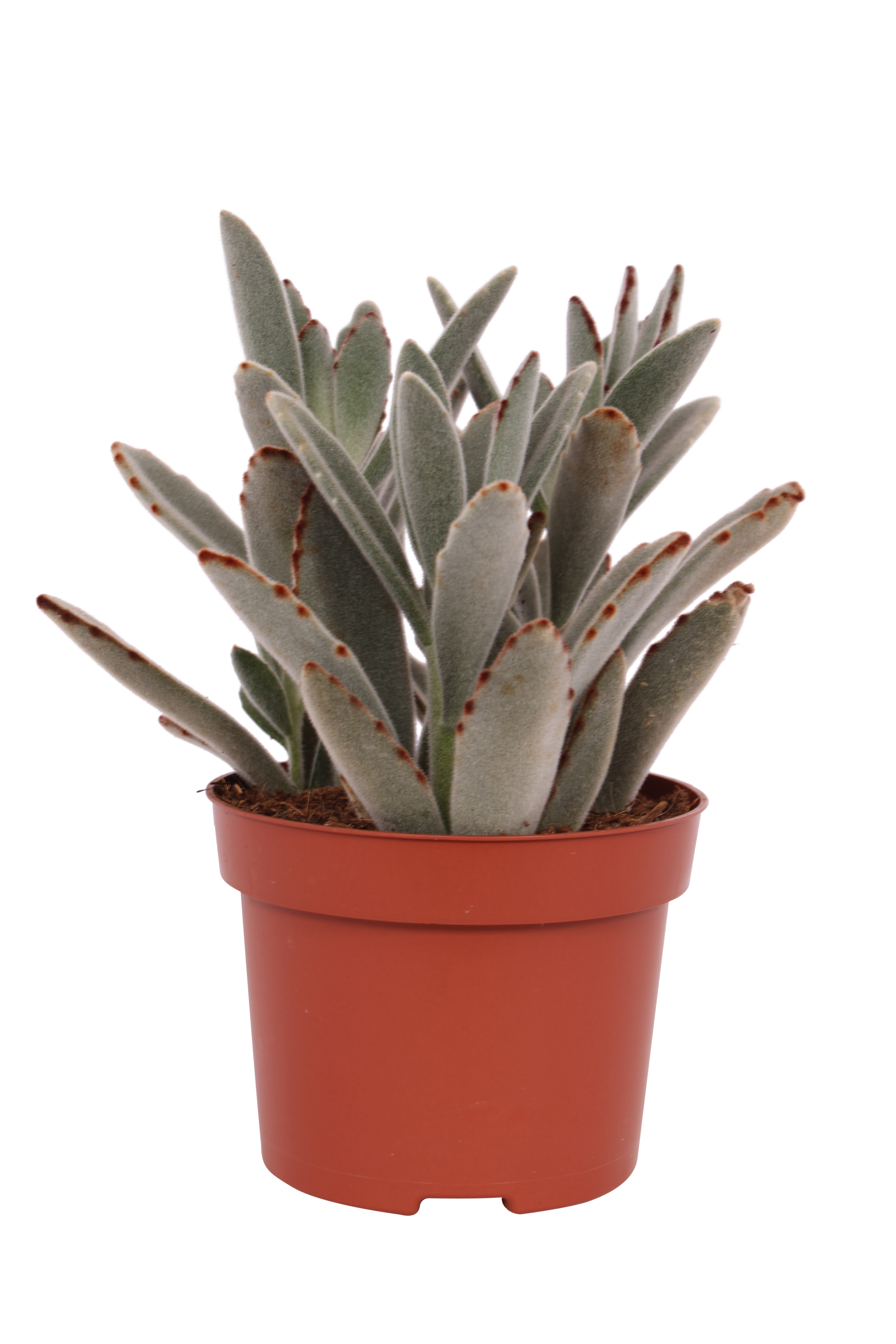 Żyworódka Kalanchoe Tomentosa 8-12 cm