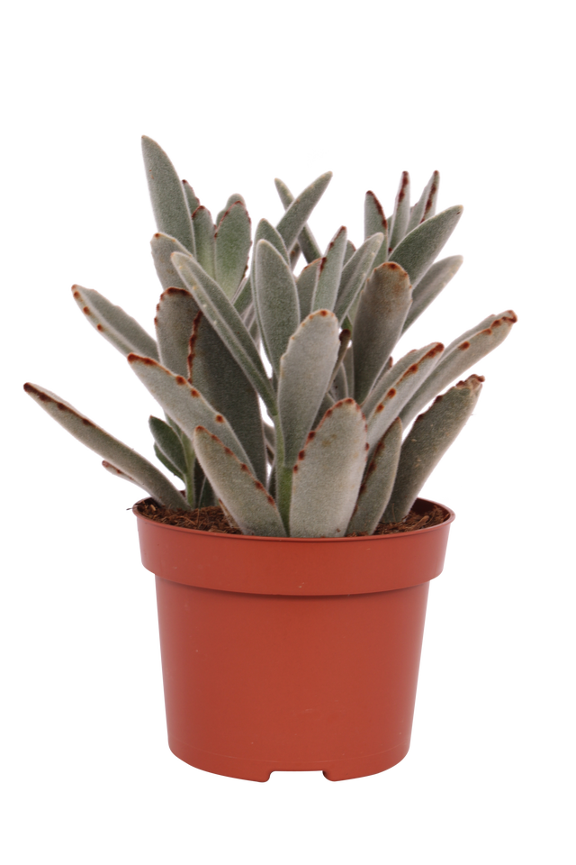 Żyworódka Kalanchoe Tomentosa 8-12 cm