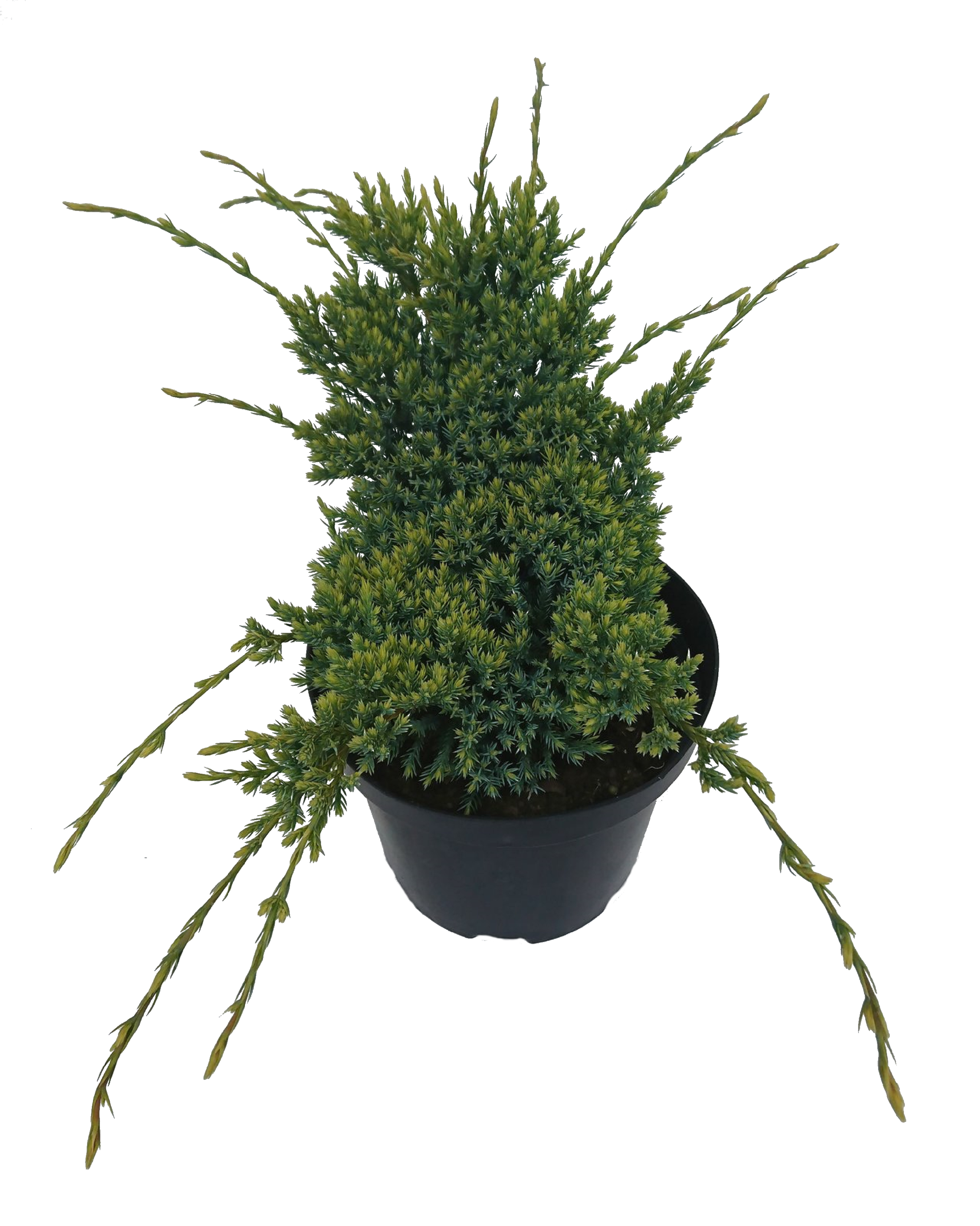 Jałowiec łuskowaty Gold Tip 25-30 cm