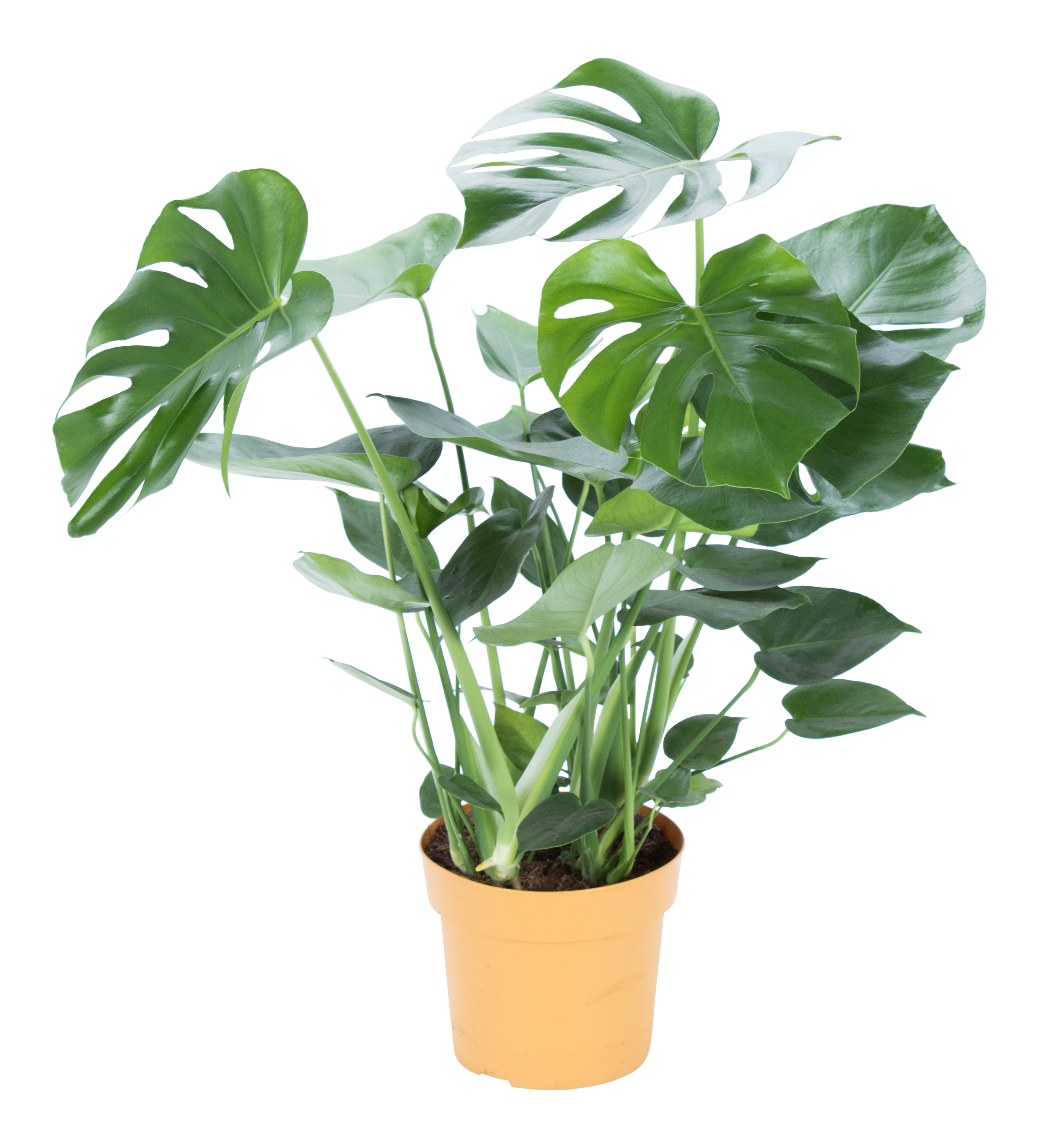 Monstera dziurawa ac. deliciosa 80 cm - Leroy Merlin