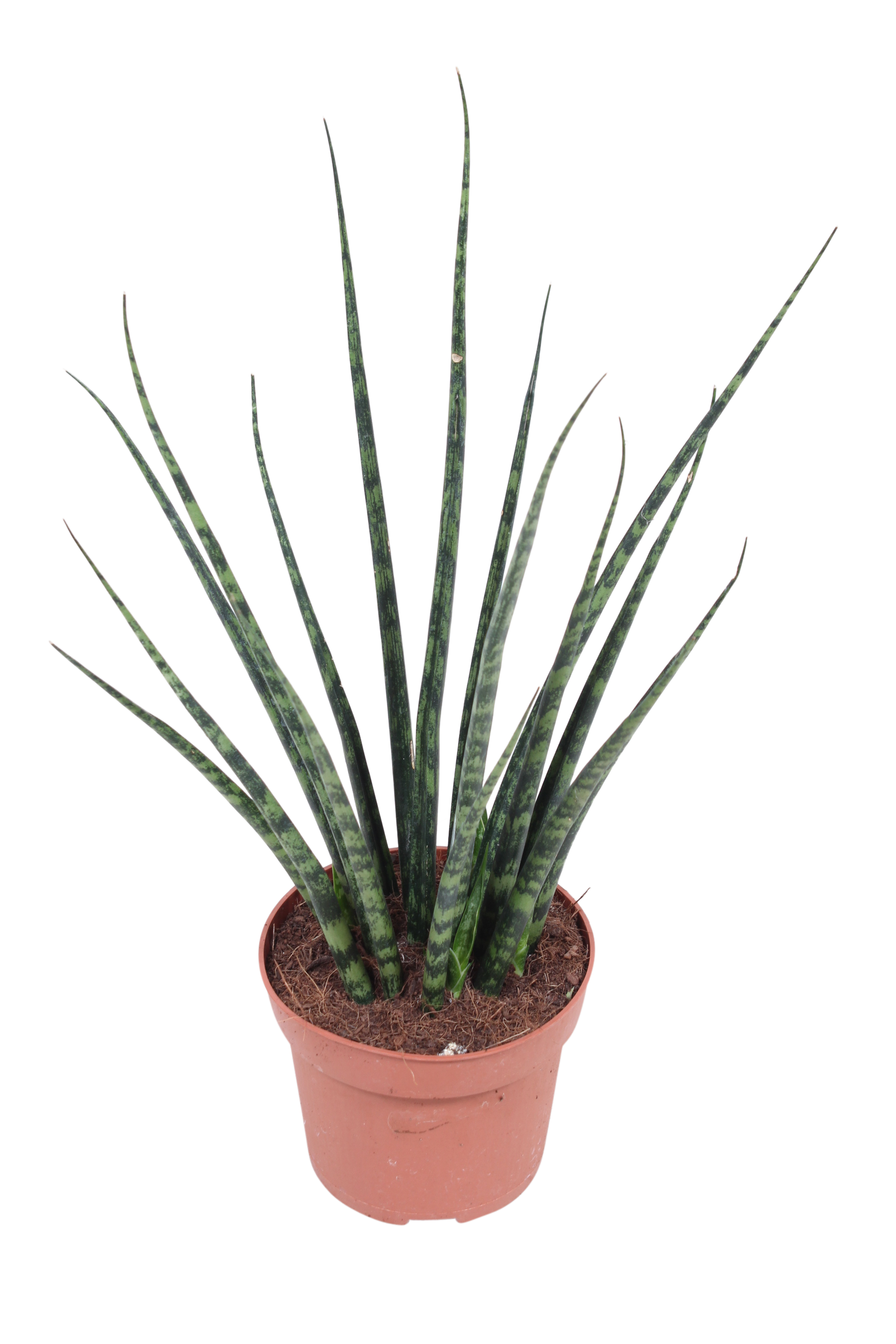 Sansewieria Bacularis Mikado 30 cm