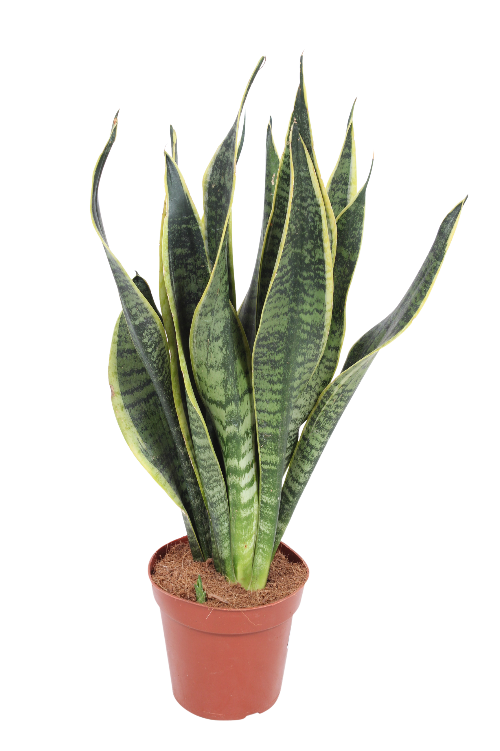 Sansewieria gwinejska 50 cm
