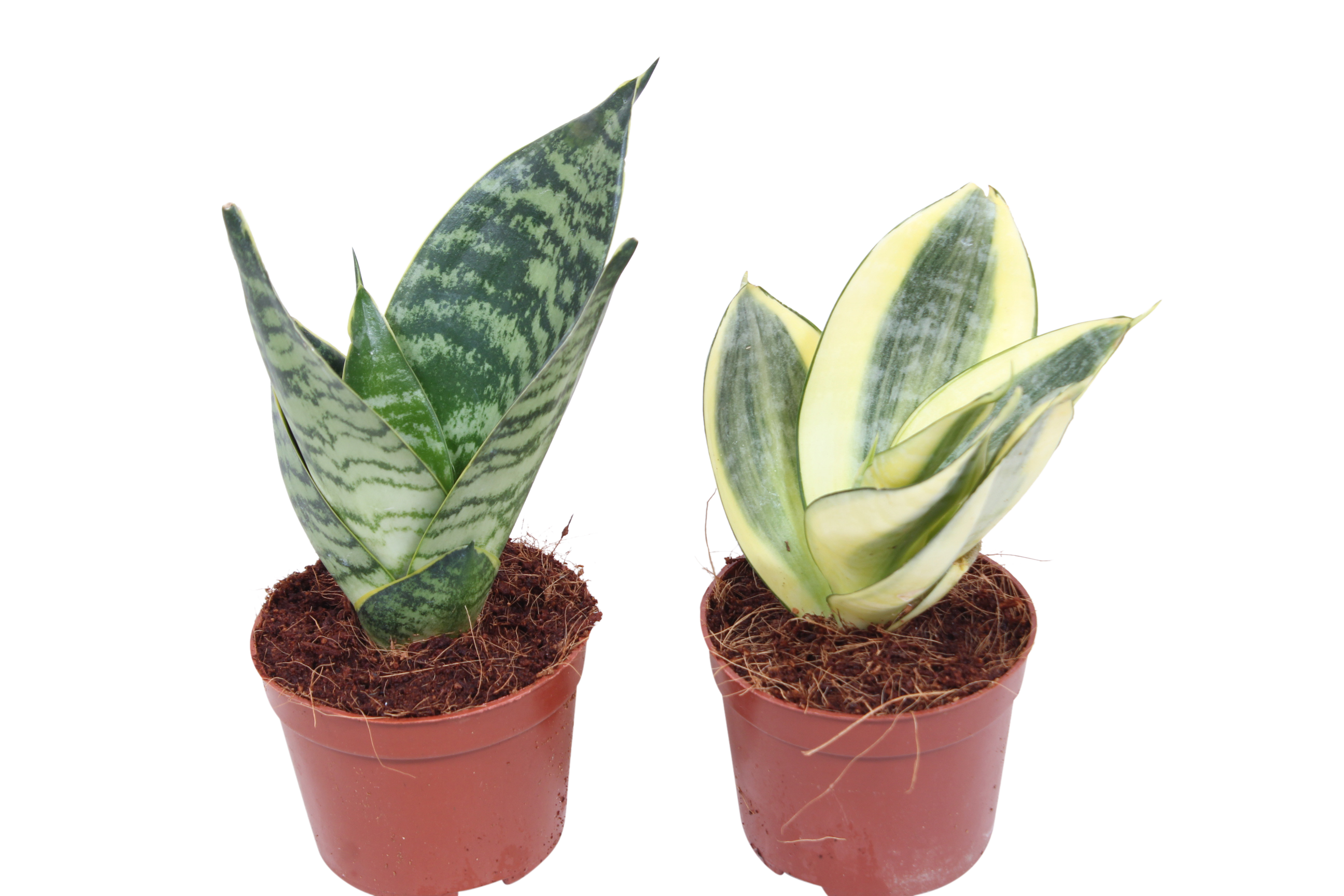 Sansewieria gwinejska HahniI 20 cm