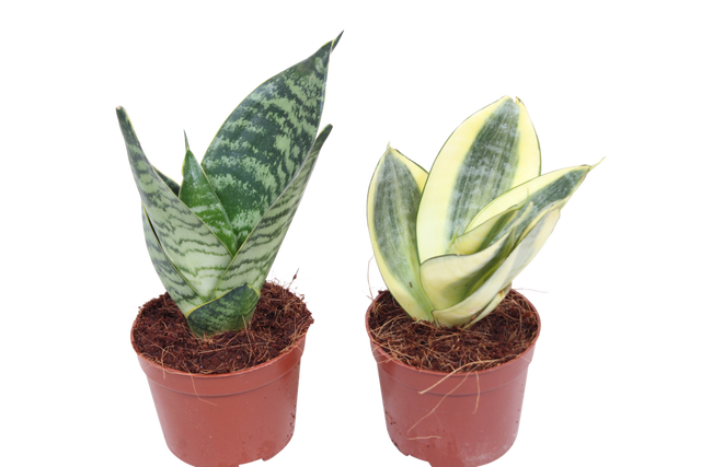 Sansewieria gwinejska HahniI 20 cm