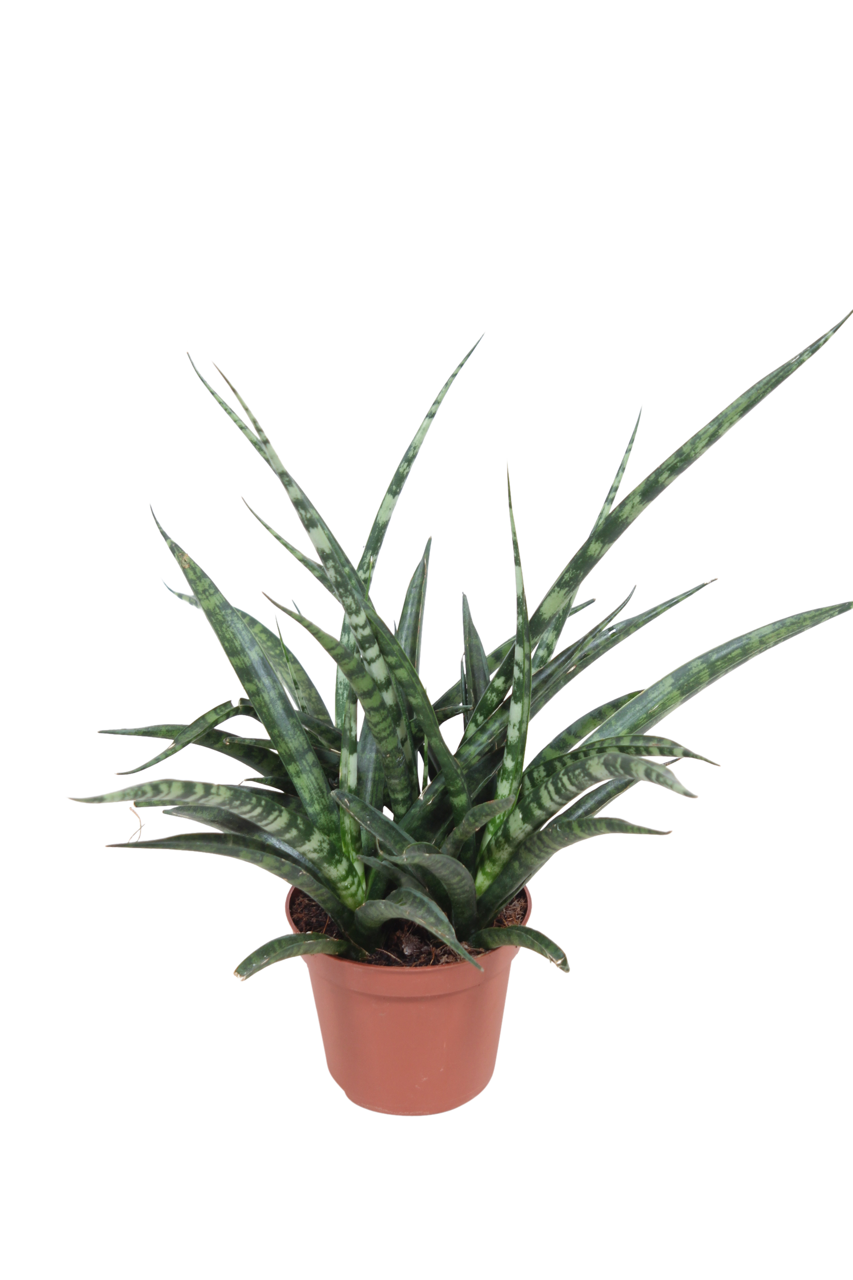 Sansewieria Fernwood punk 20 cm