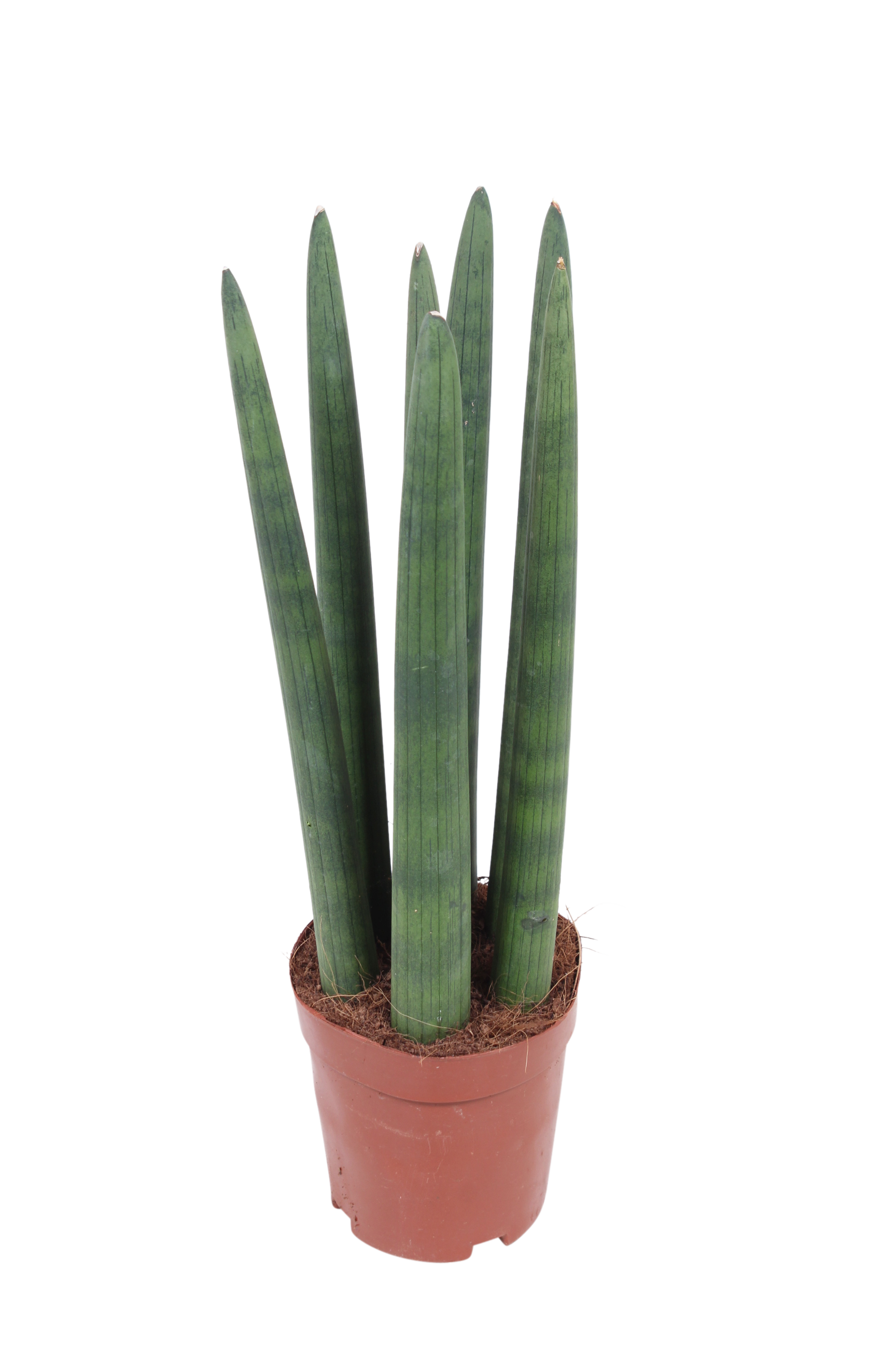 Sansewieria cylindryczna 40 cm