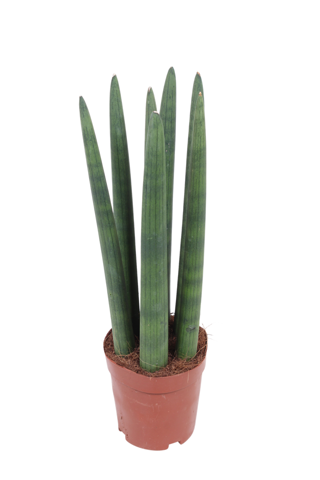 Sansewieria cylindryczna 40 cm