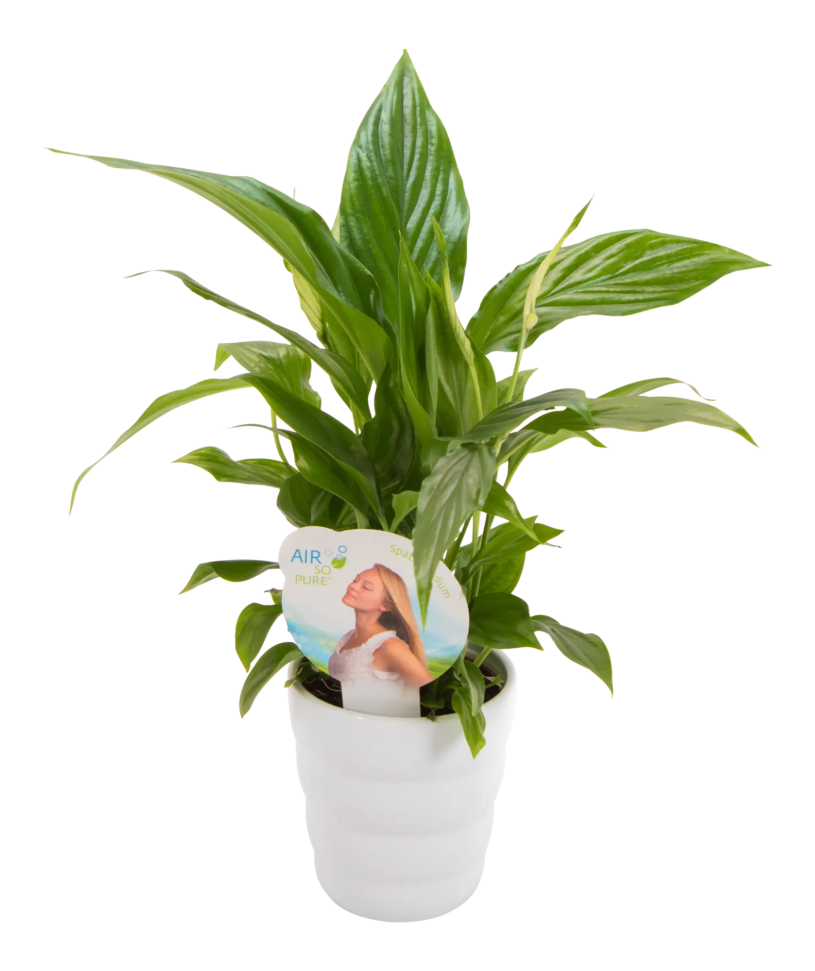 Skrzydłokwiat Spathiphyllum Chopin 30cm