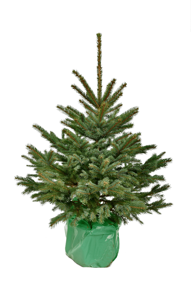 Świerk kłujący 30-60 cm choinka w doniczce