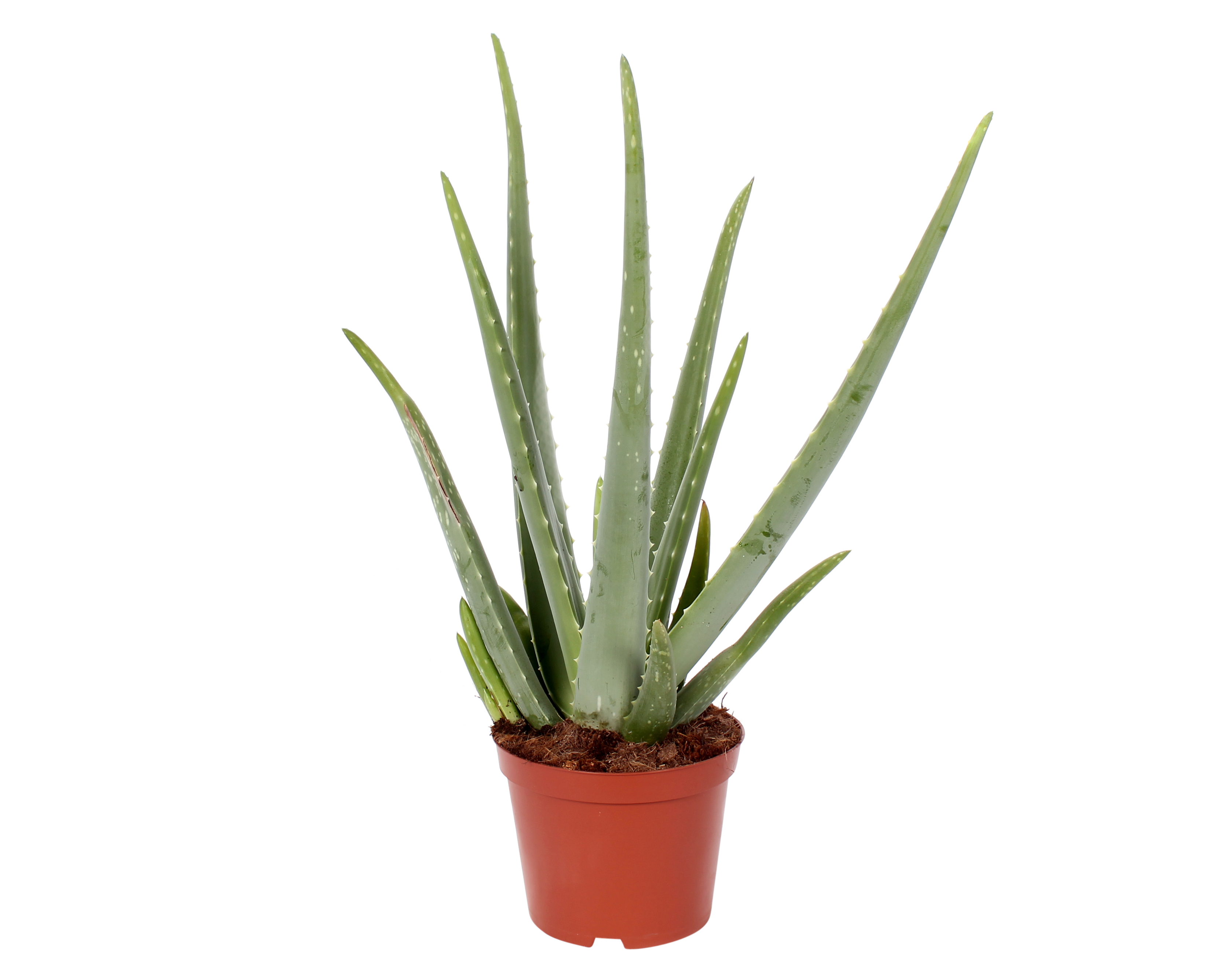 Aloes 45-55 cm