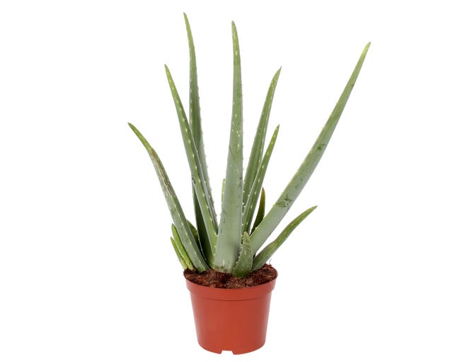 Aloes 45 55 cm 82184171