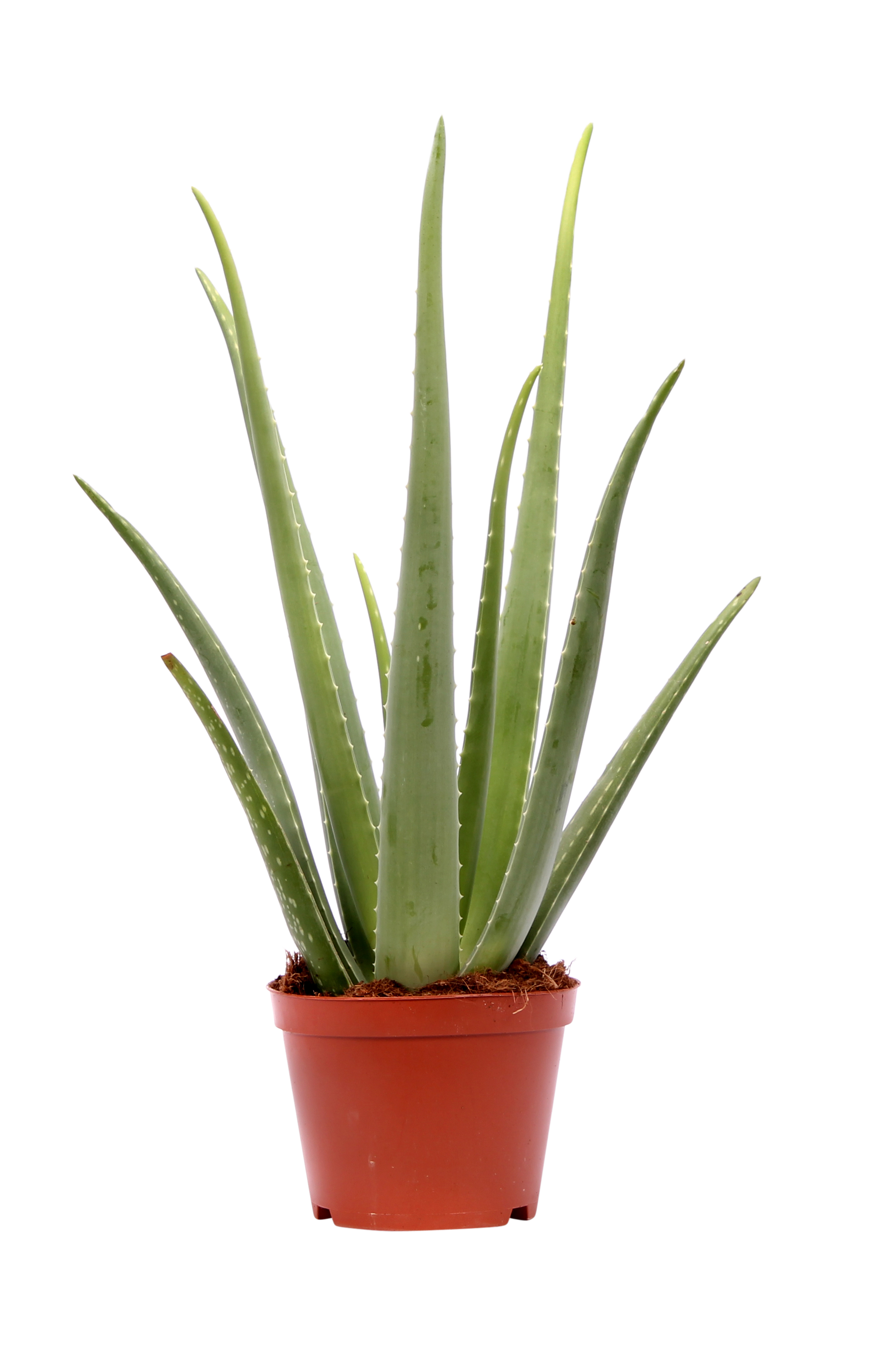 Aloes 60-75 cm