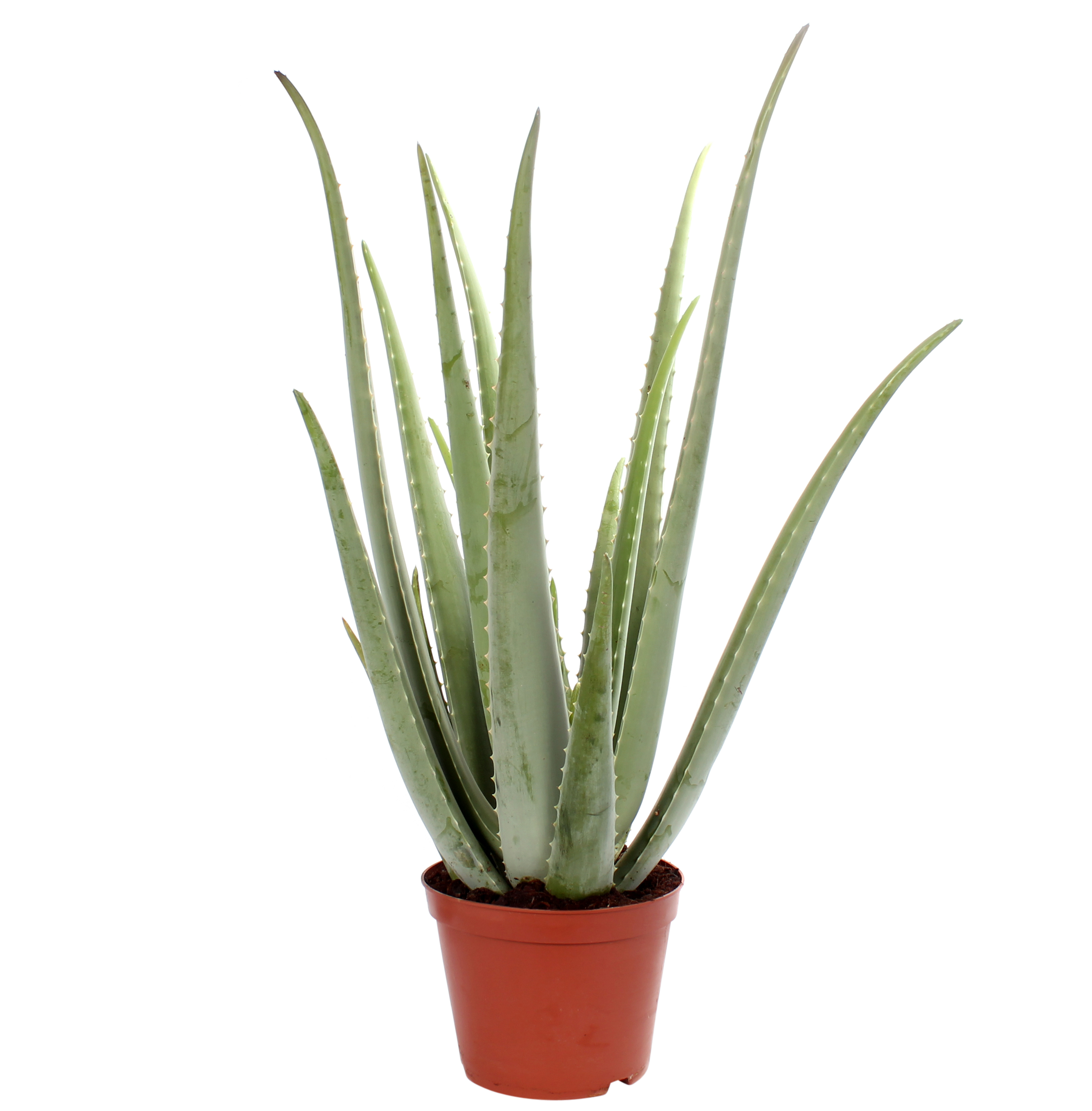 Aloes 60-70 cm