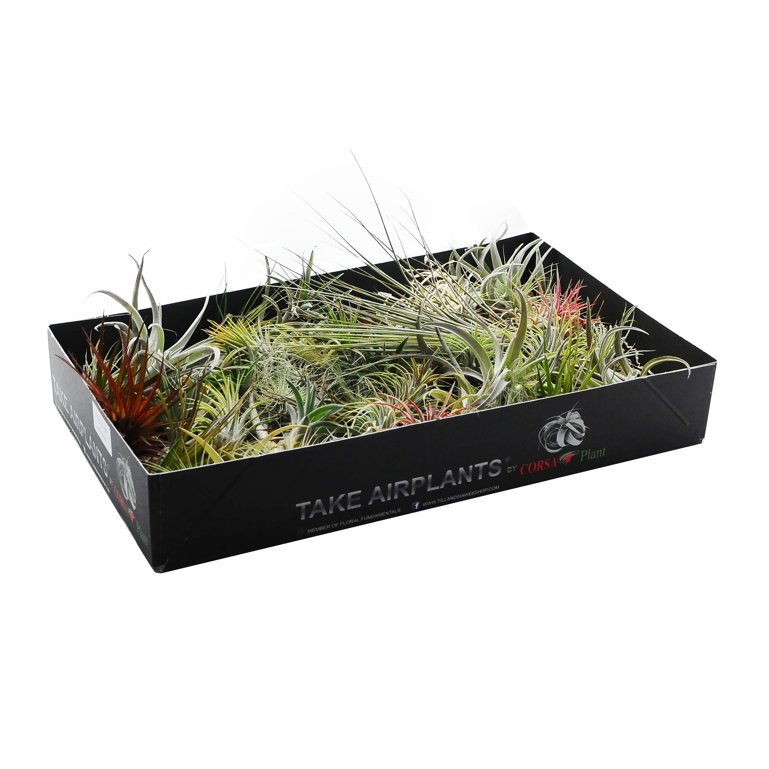 Oplątwa Tillandsia mix 20 cm