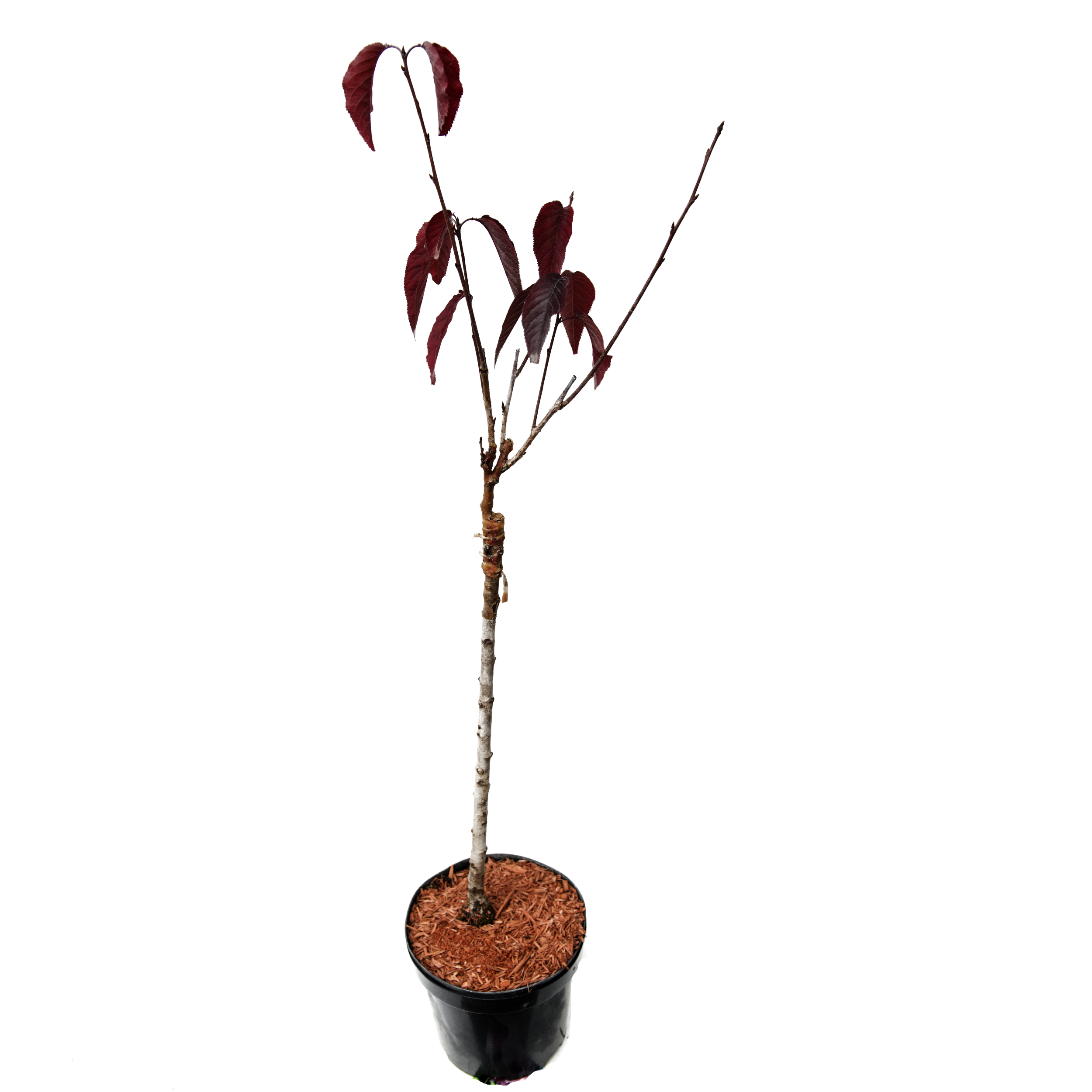 Wiśnia piłkowana Royal Burgundy 80-100 cm