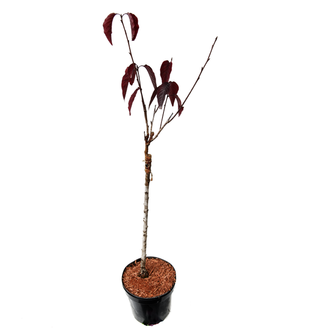 Wiśnia piłkowana Royal Burgundy 80-100 cm