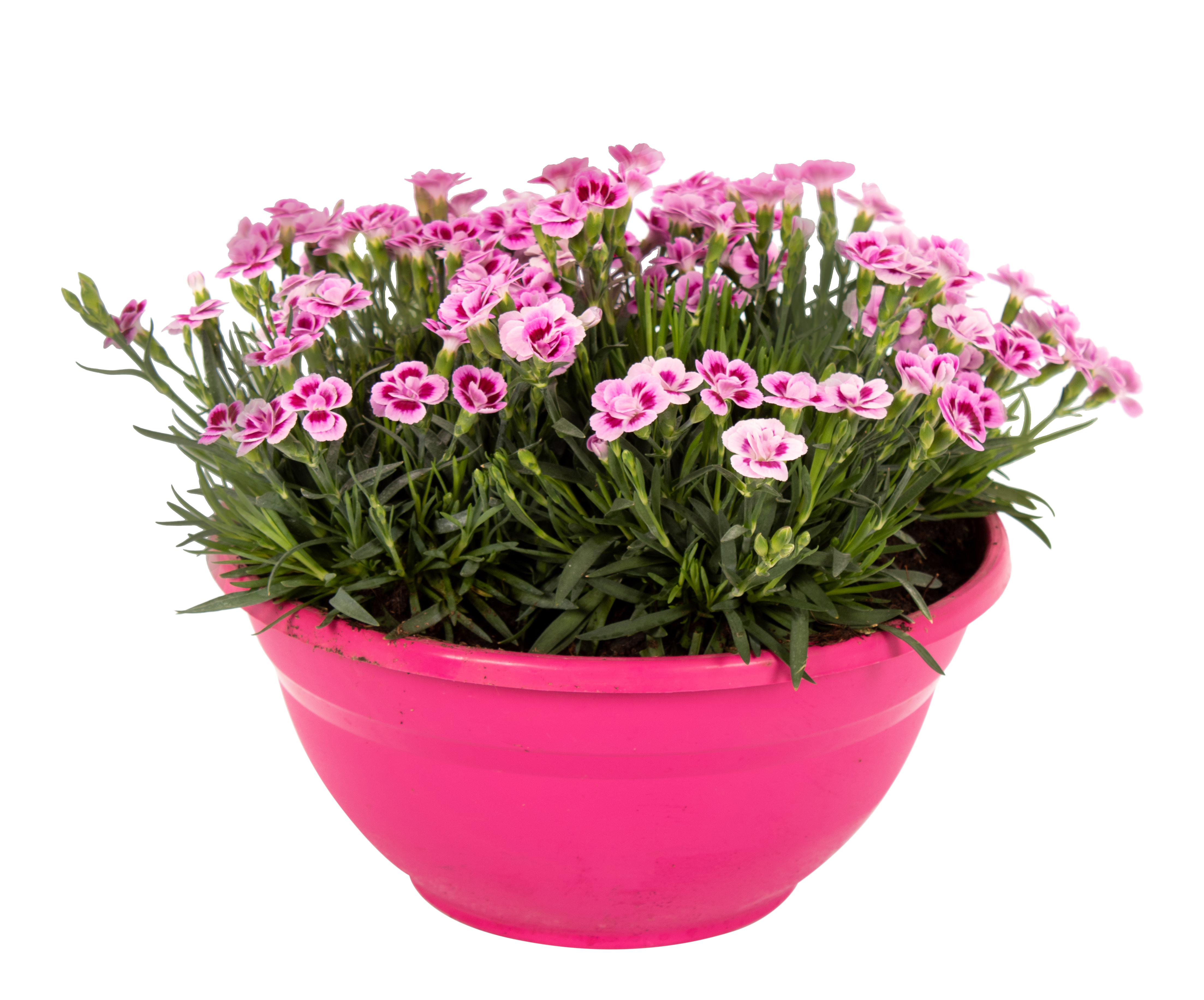 Goździk Pink Kisses 30 cm