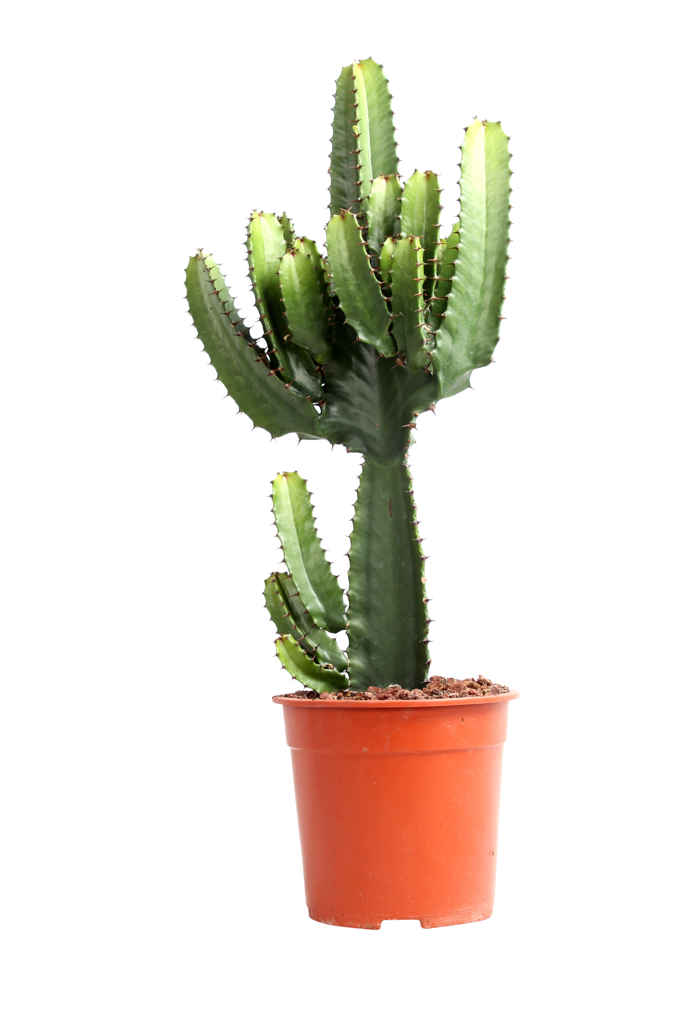 Wilczomlecz Świeca pustynna Euphorbia 55-60 cm