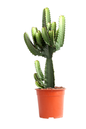 dünger kirschlorbeer bauhaus Floragard Tongranulat kaufen – Mein schöner Garten Shop main image 0