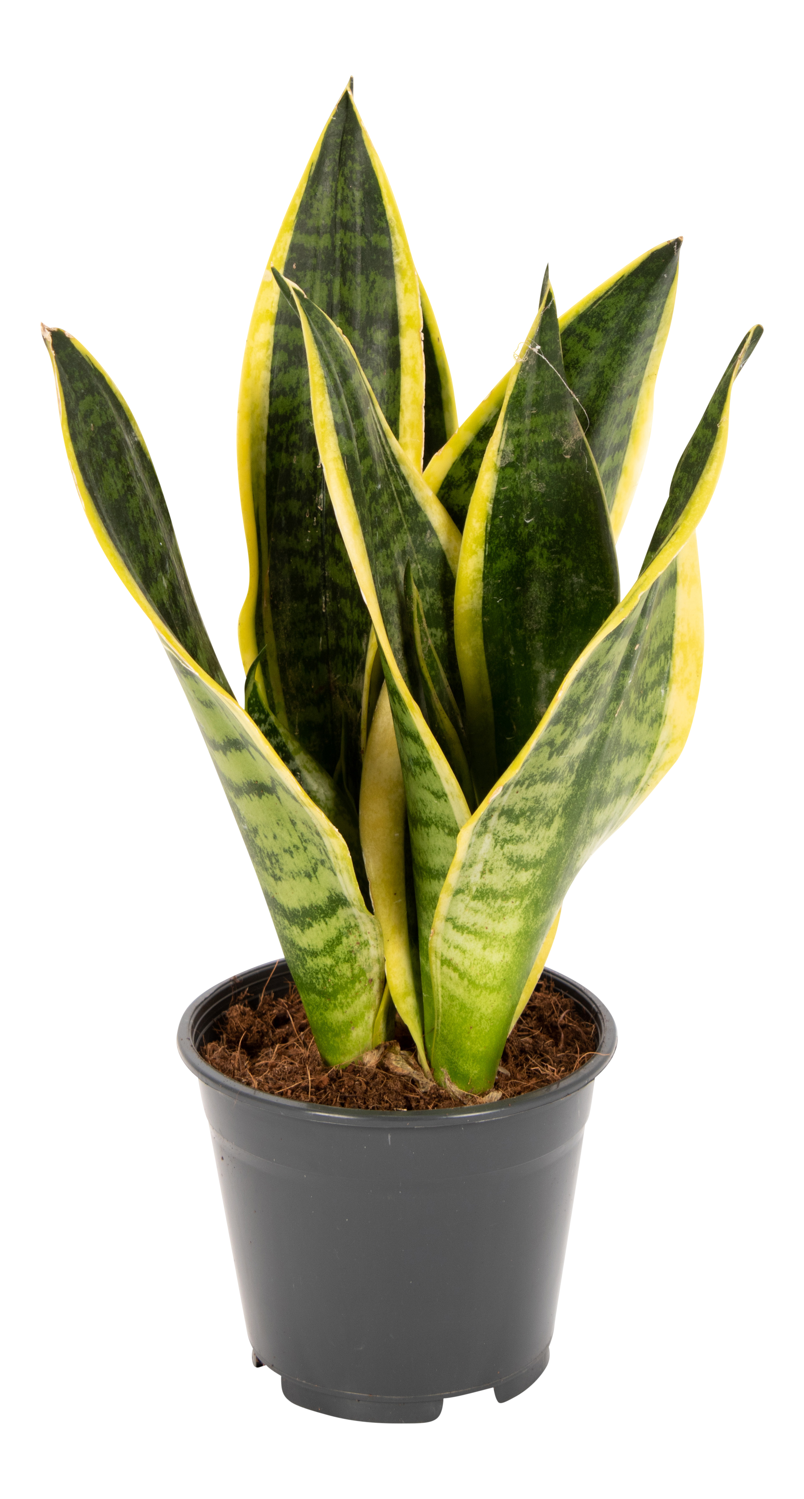 Sansewieria Futura Superba 45 cm