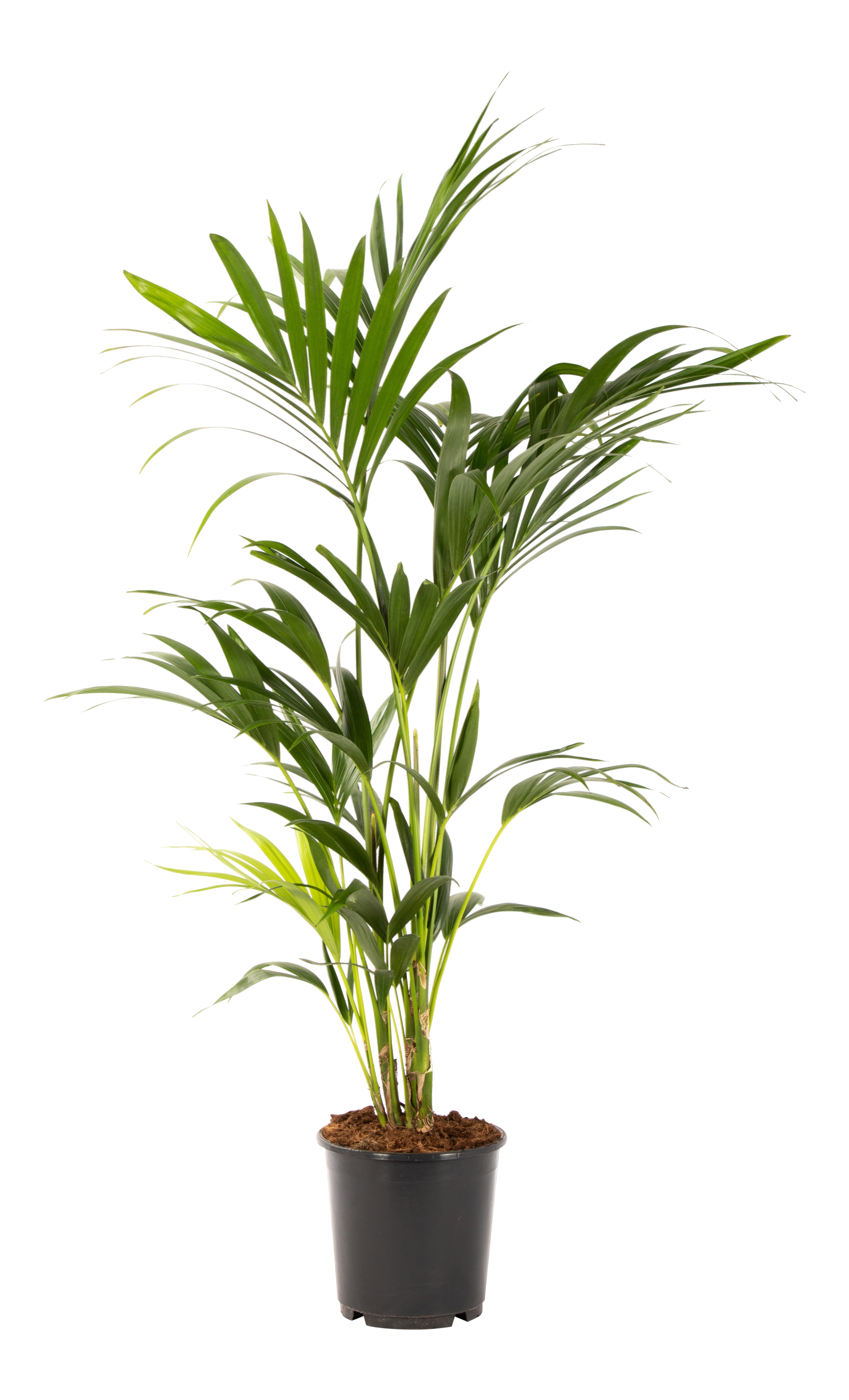 Kentia Rajska palma 180 cm