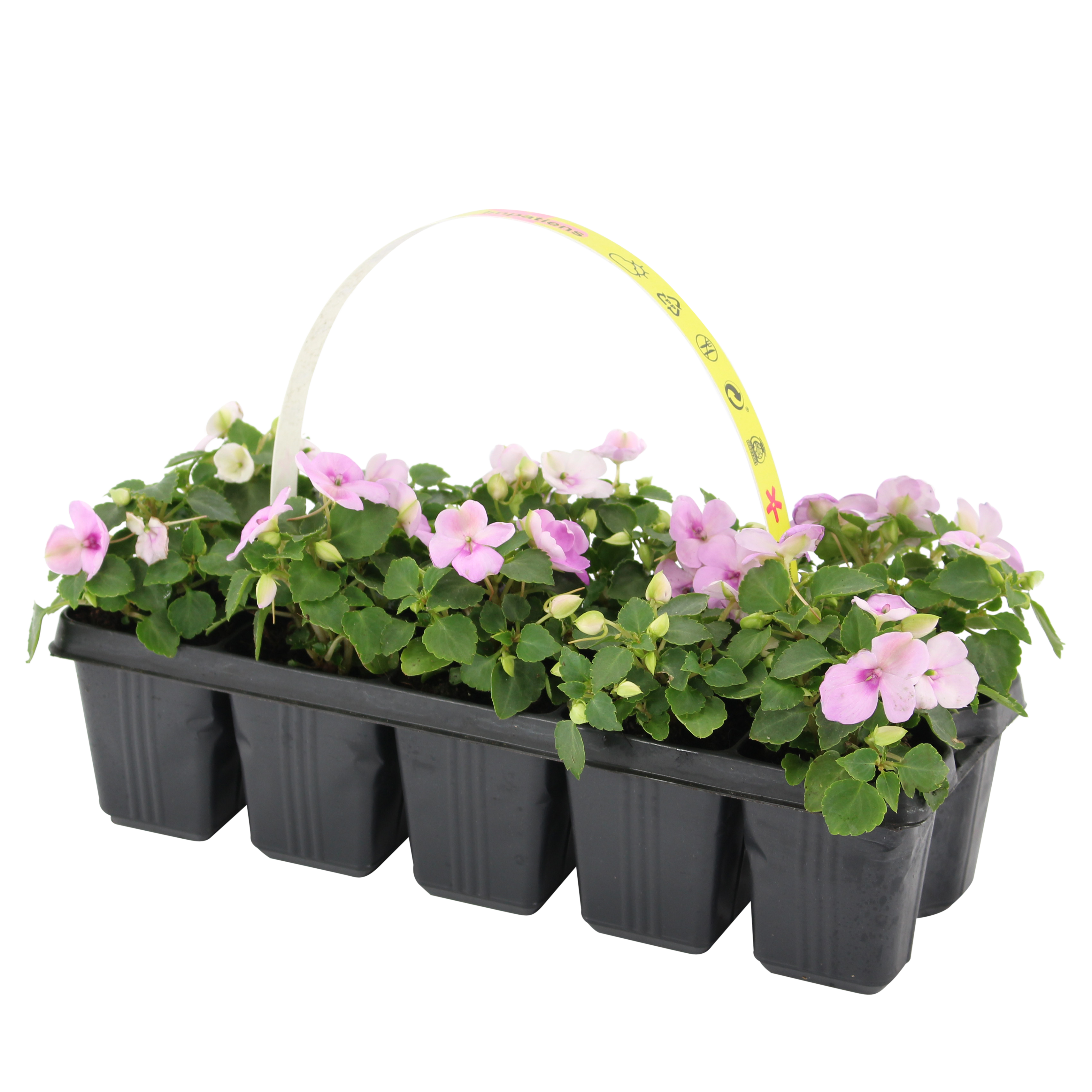 Niecierpek mix 10 - 15 cm 10-pak