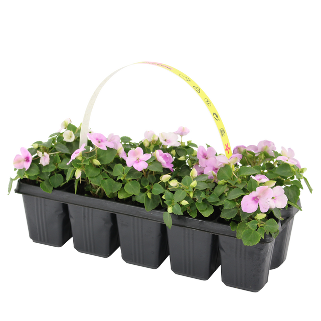 Niecierpek mix 10 - 15 cm 10-pak