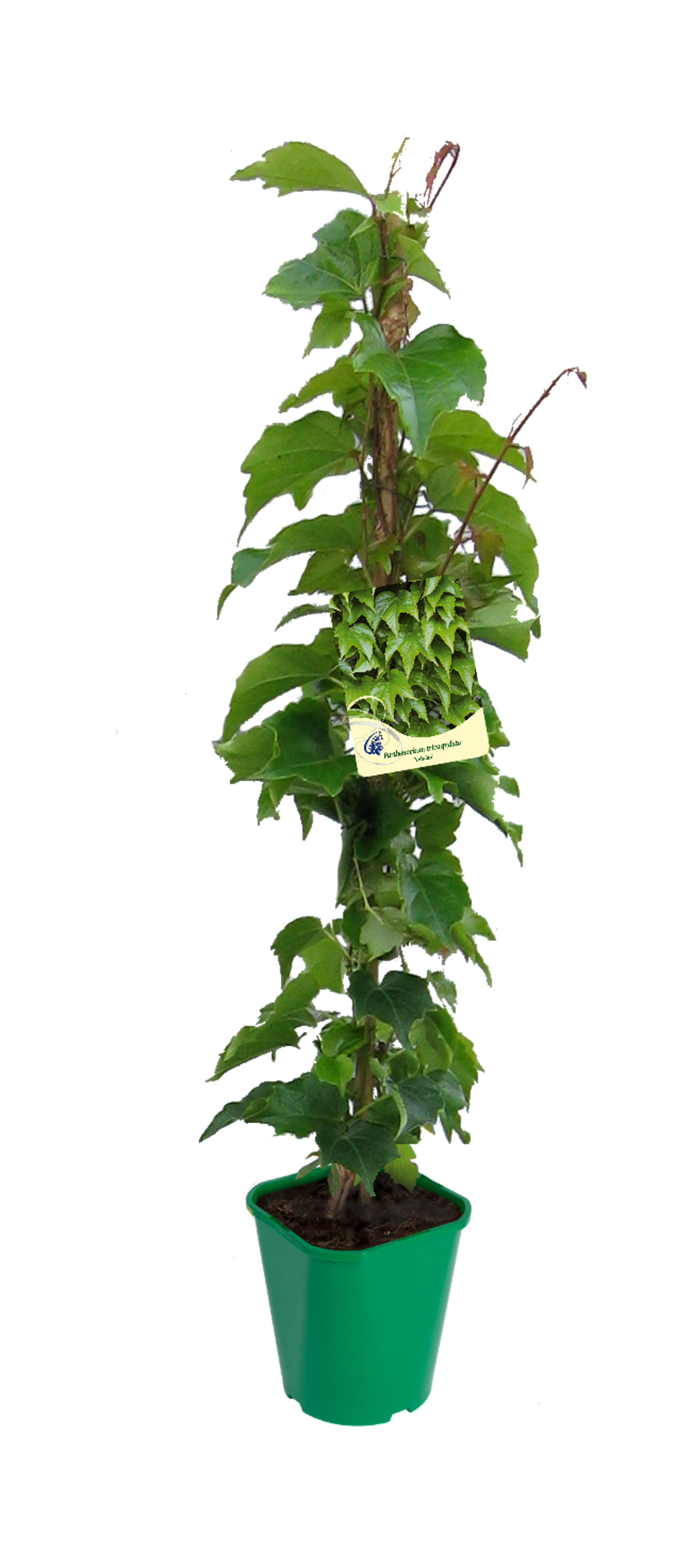 Winobluszcz trójklapowy Veitchii 90 cm