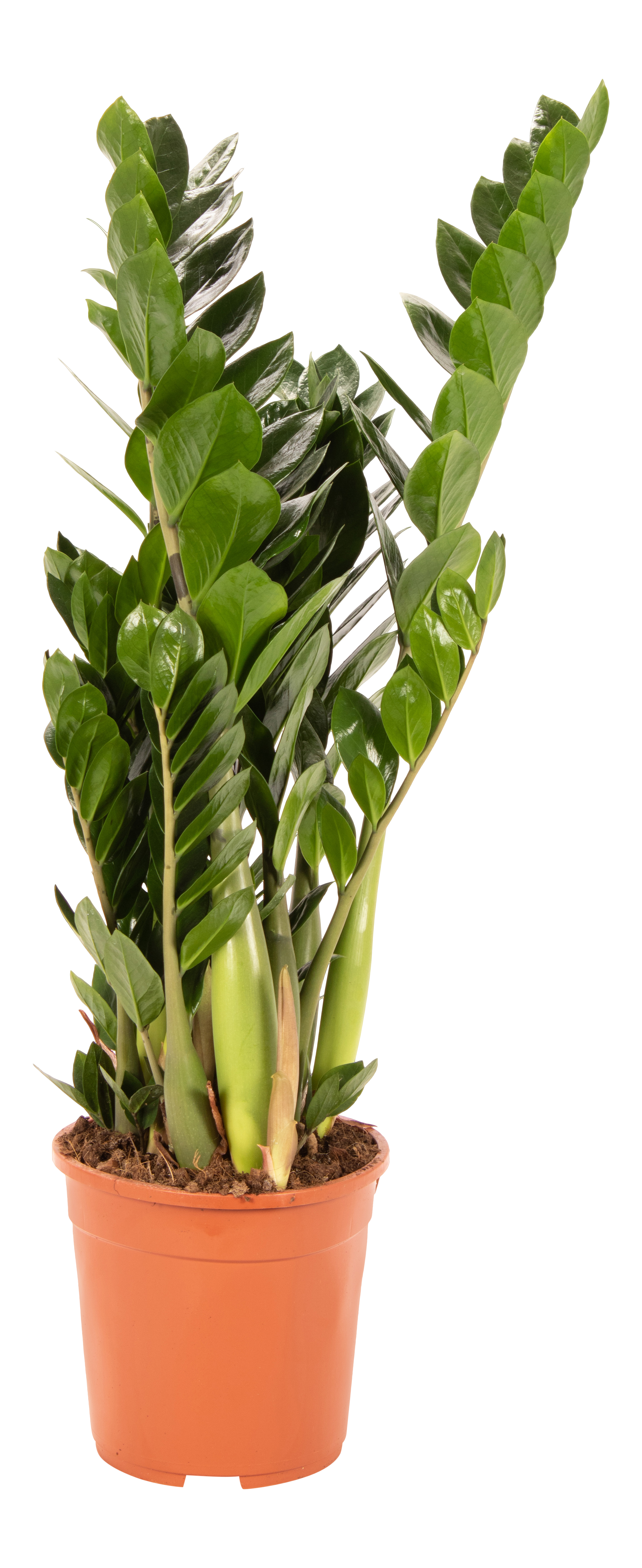 Zamiokulkas zamiolistny łac. zamiifolia 100-110 cm