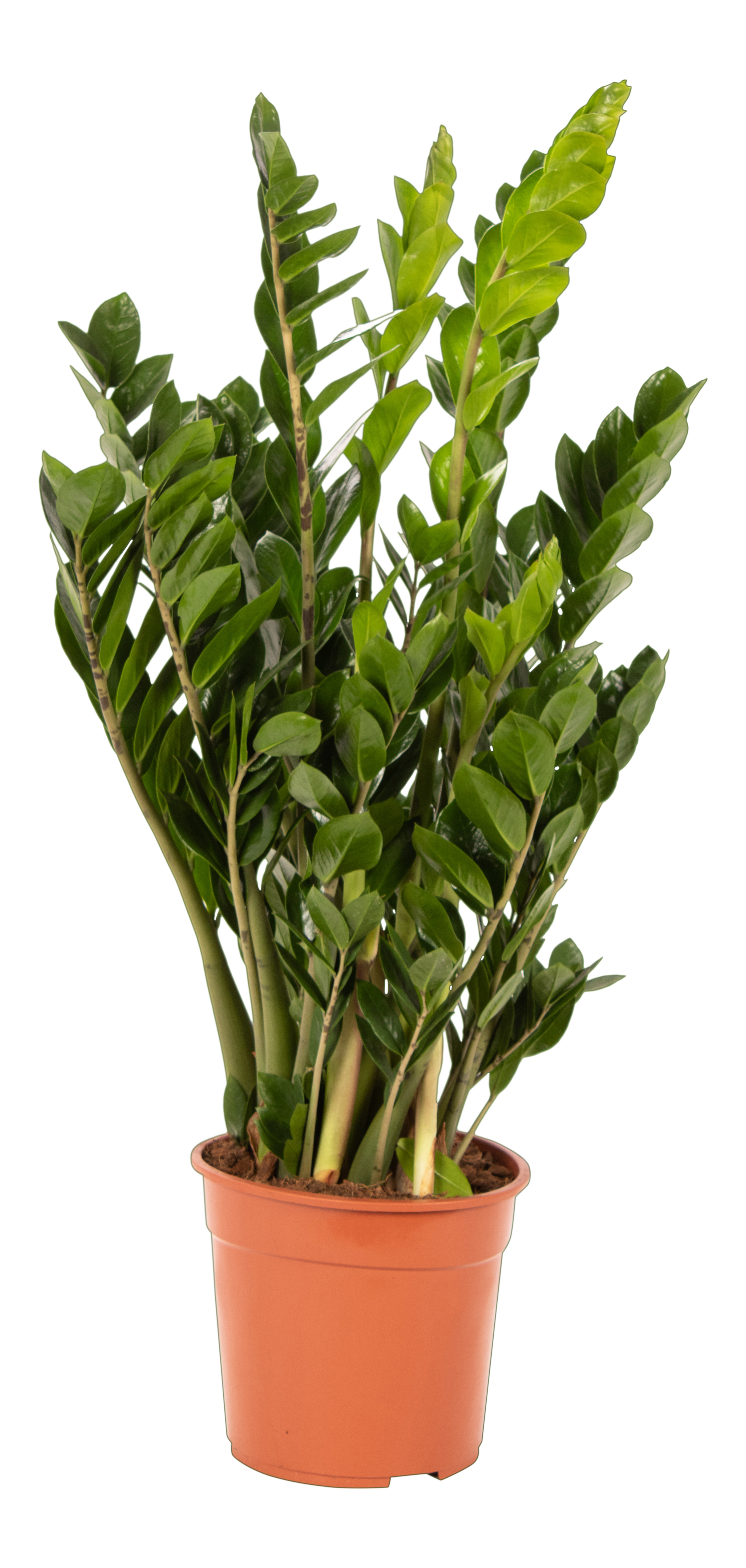 Zamiokulkas zamiolistny łac. zamiifolia 120-130 cm