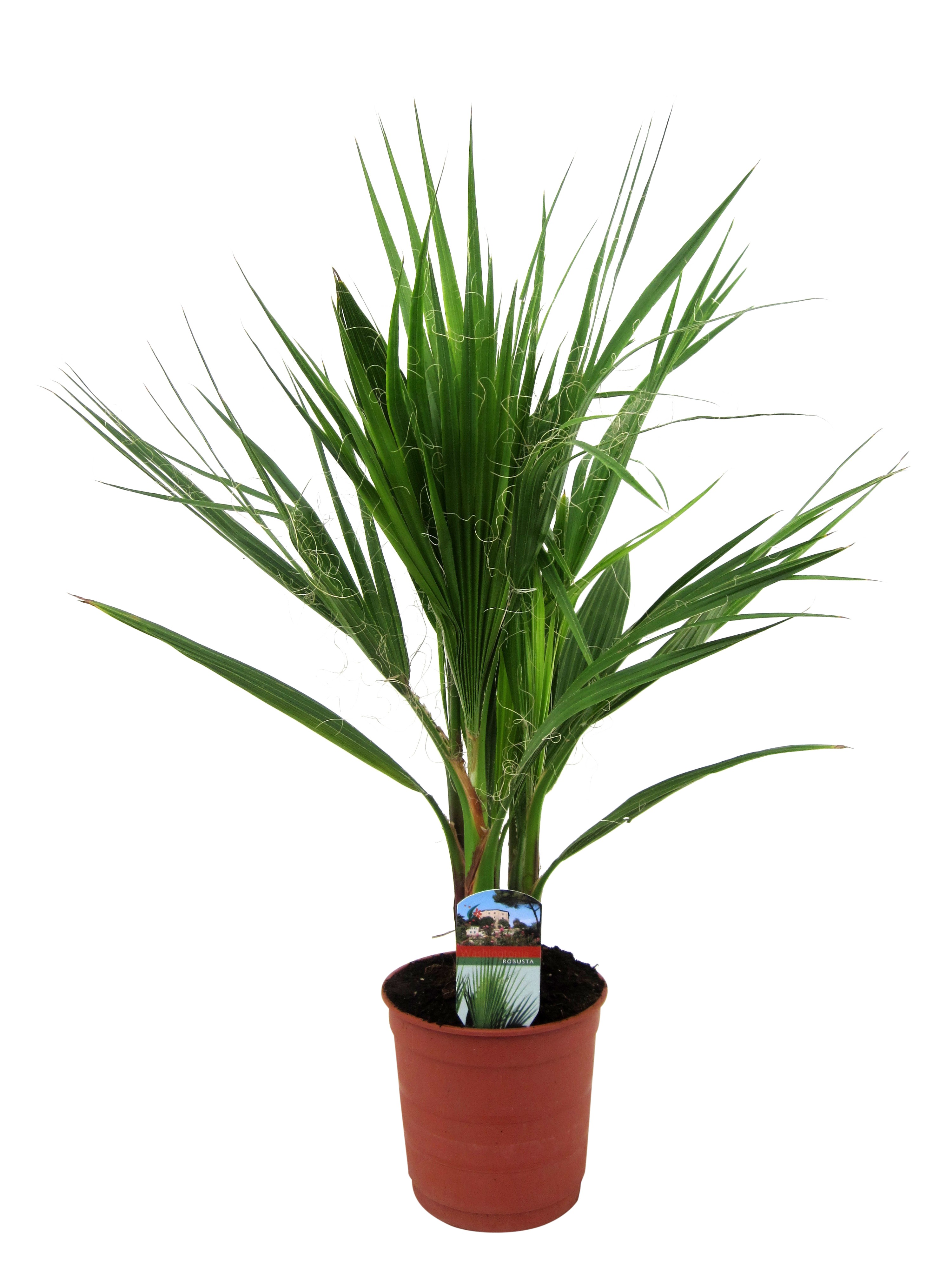Palma Waszyngtonia Robusta 65-75 cm