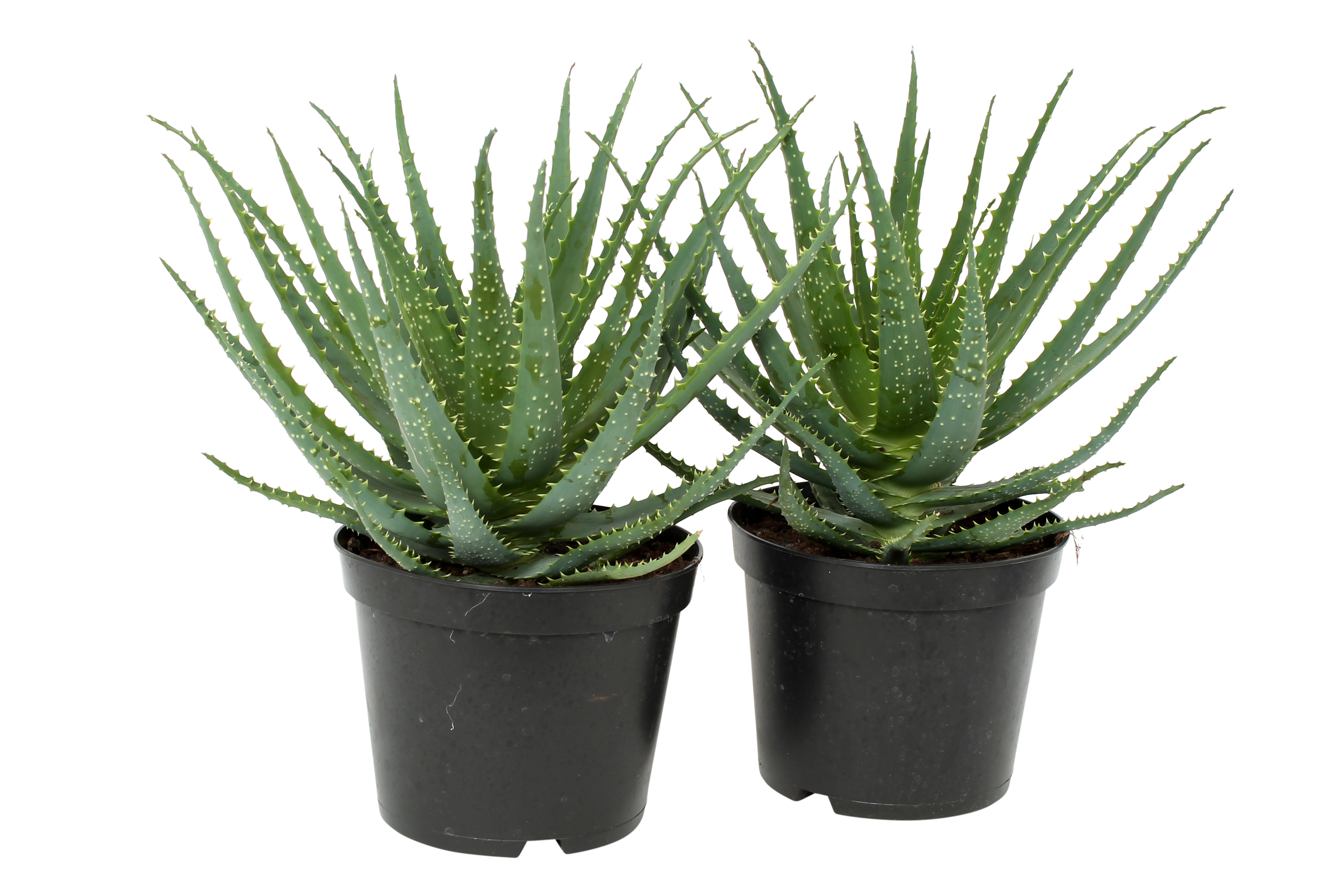 Aloes drzewiasty 35-40 cm - Leroy Merlin