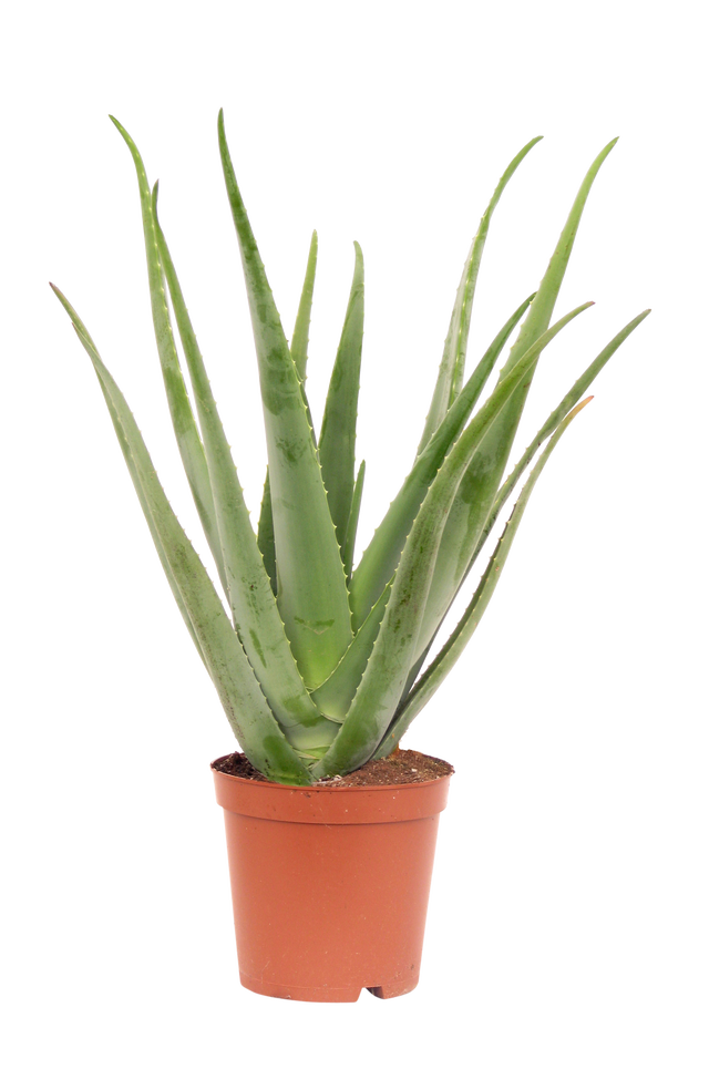Aloes w doniczce | Leroy Merlin