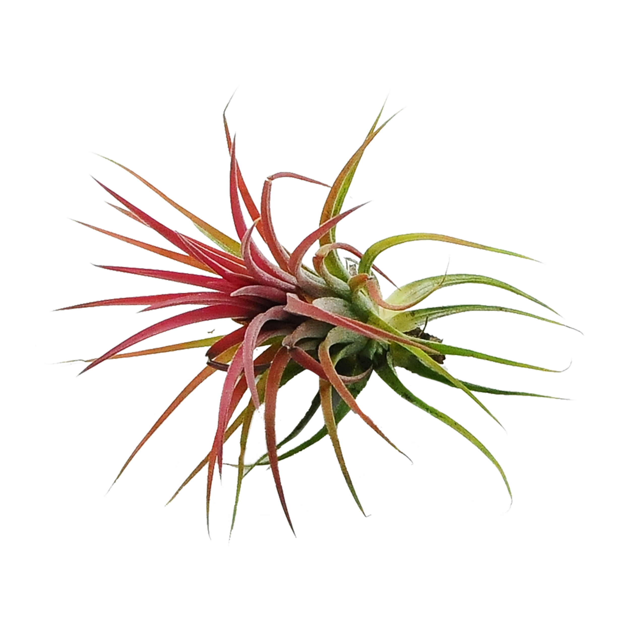 Oplątwa Tillandsia czerwona 6 cm