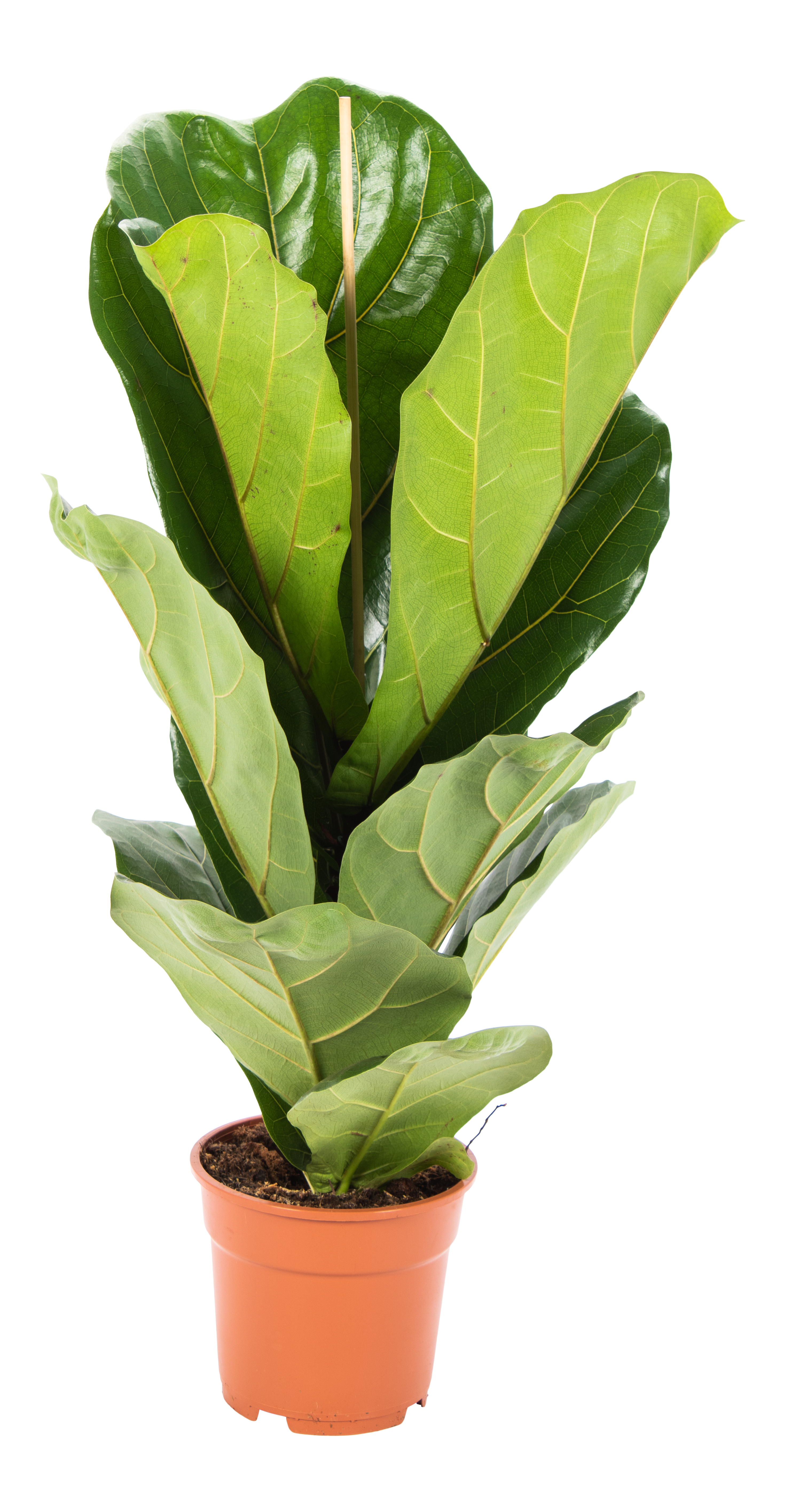 Fikus Lyrata 60 cm