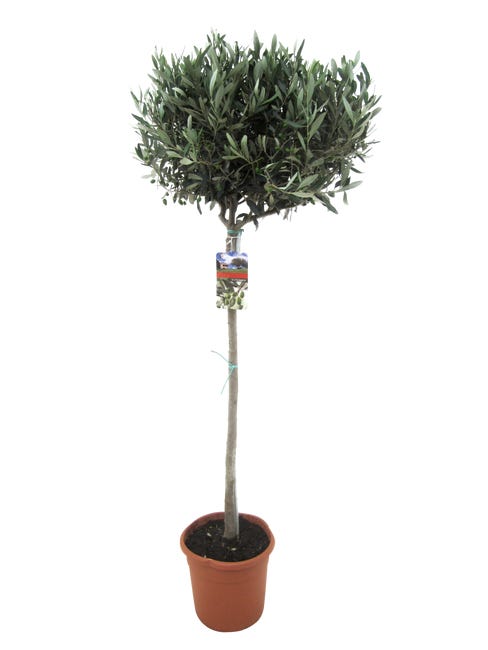 Oliwka europejska 160 170 cm 82213253