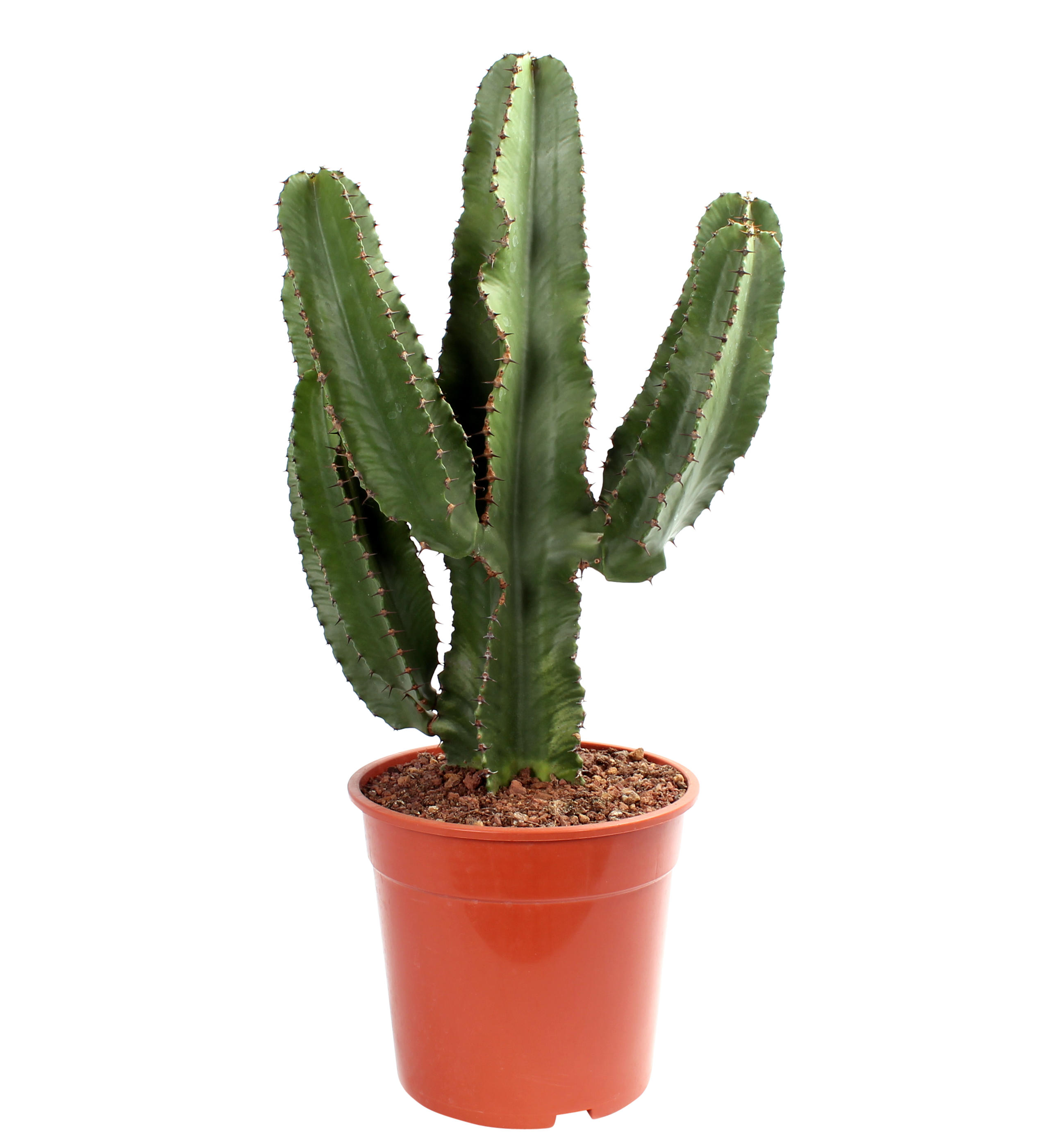 Wilczomlecz Euphorbia erytrea Cowboy Cactus 55-60 cm