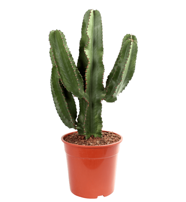 Wilczomlecz Euphorbia erytrea Cowboy Cactus 55-60 cm