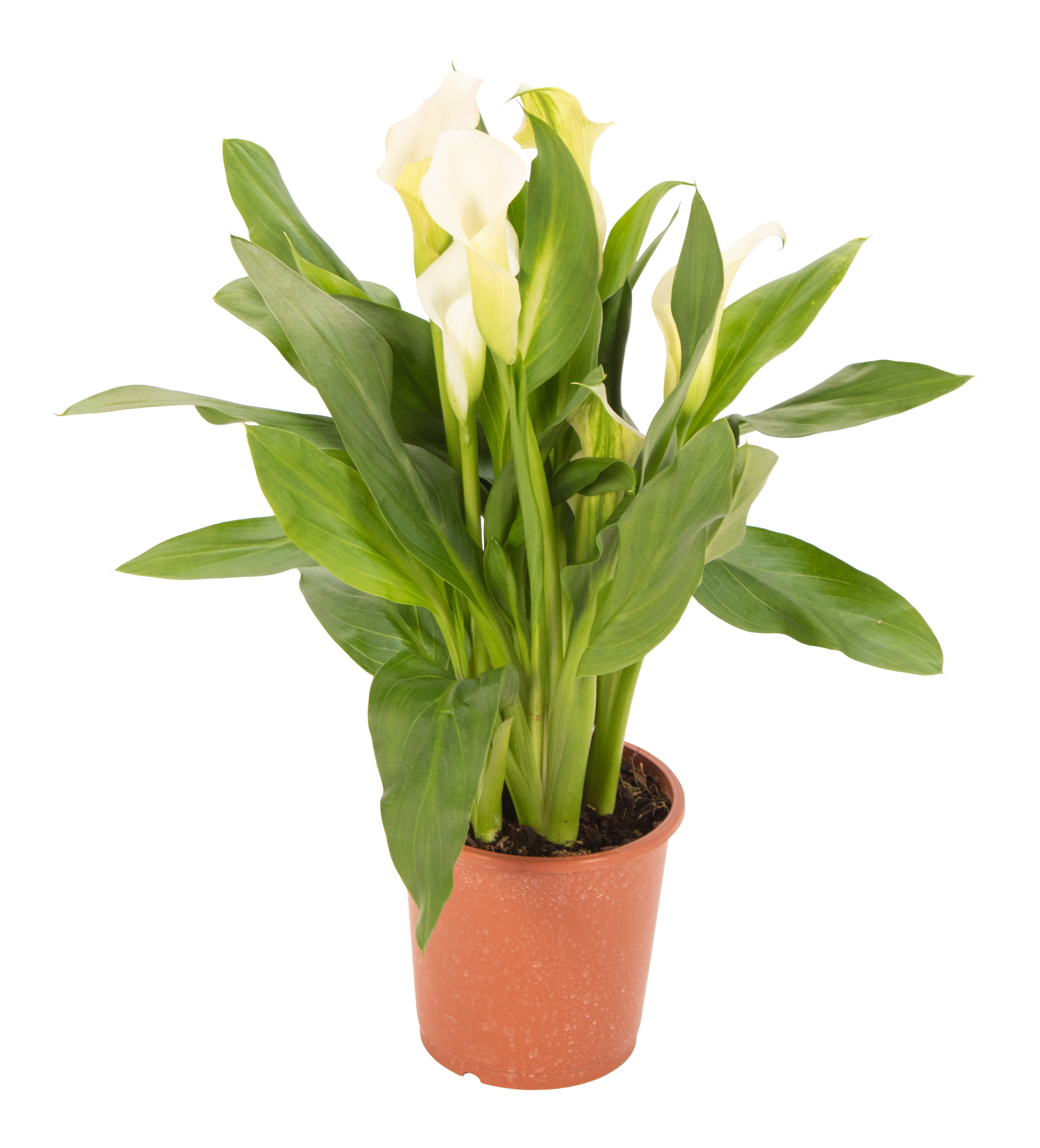 Kalia biała 40cm