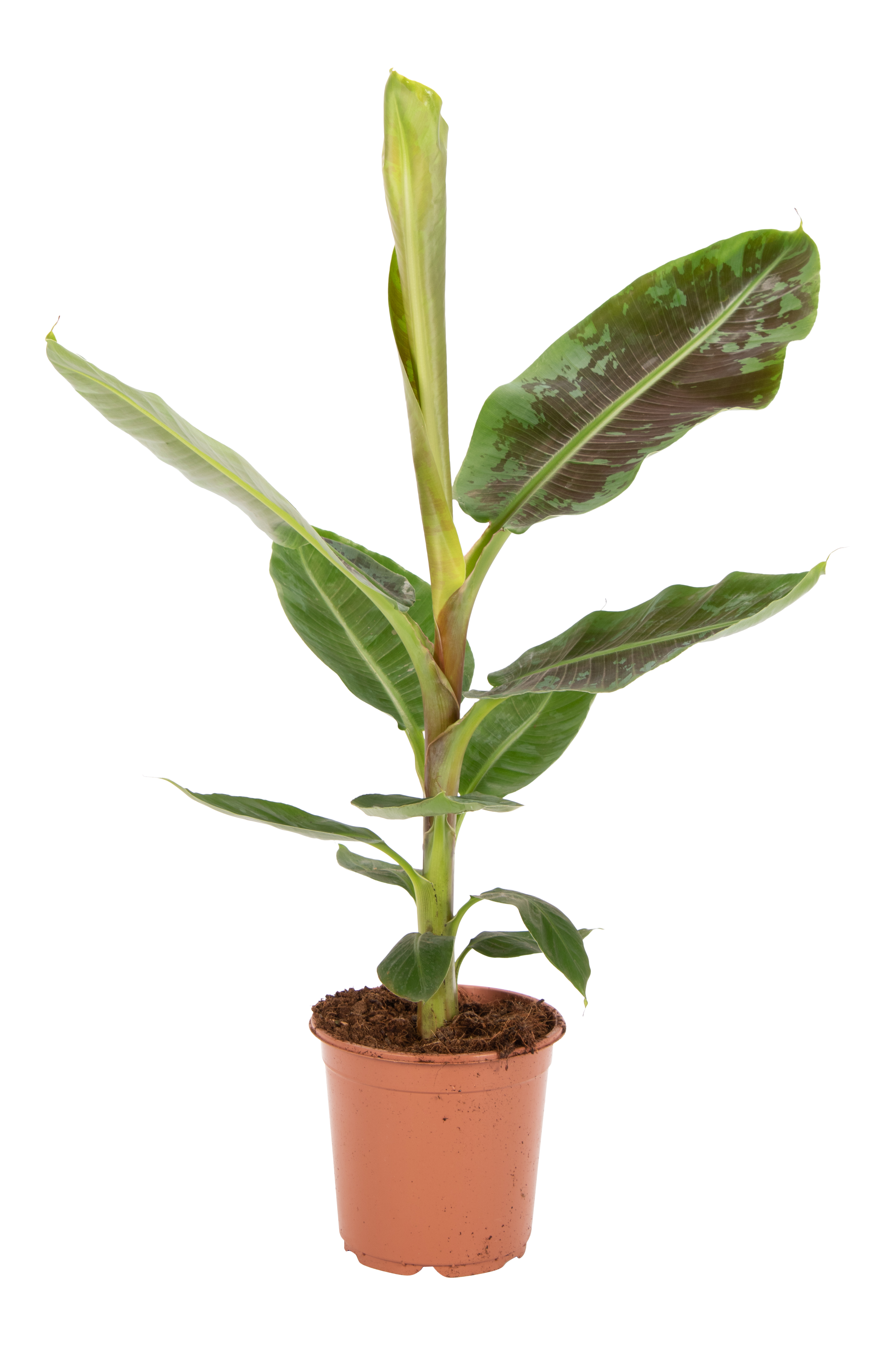 Bananowiec Musa Dwarf Cavandish 90 cm