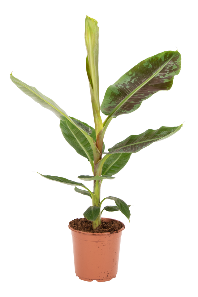 Bananowiec Musa Dwarf Cavandish 90 cm