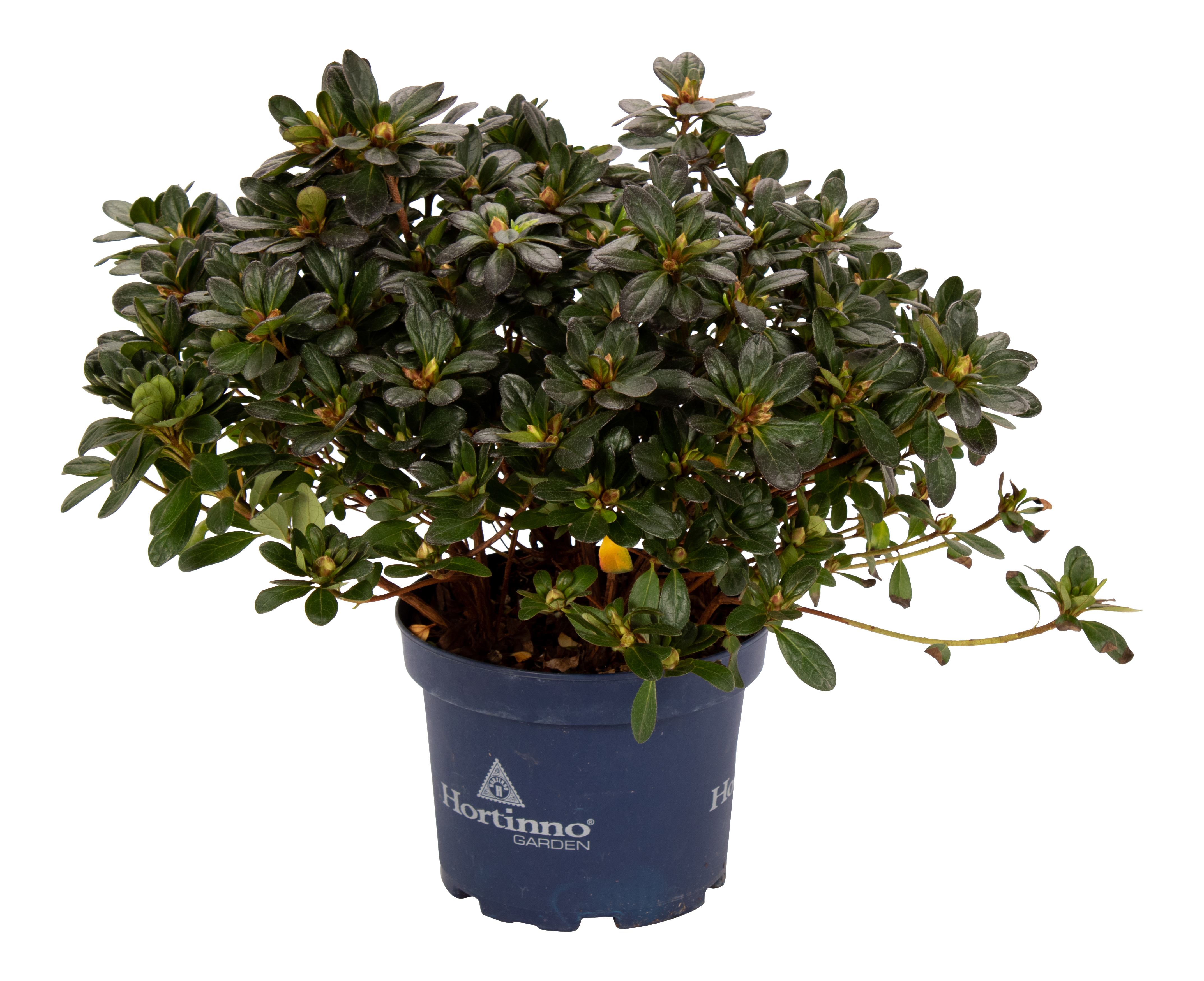 Azalia Hortinno 45 cm