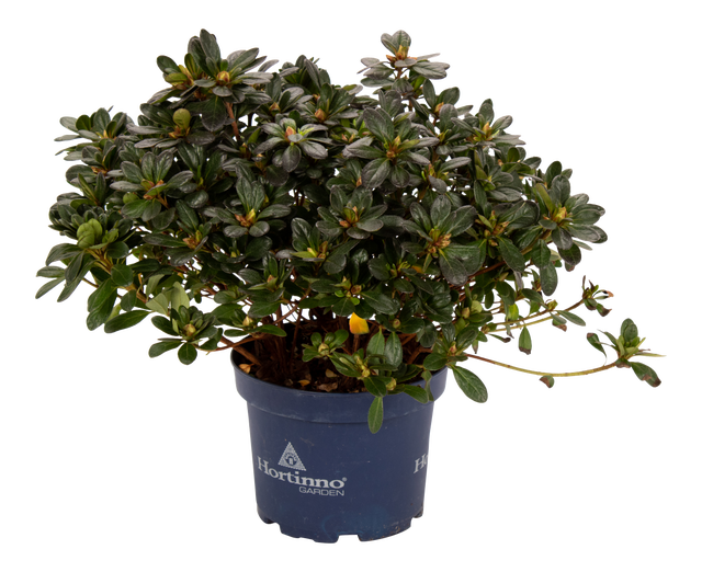 Azalia Hortinno 45 cm