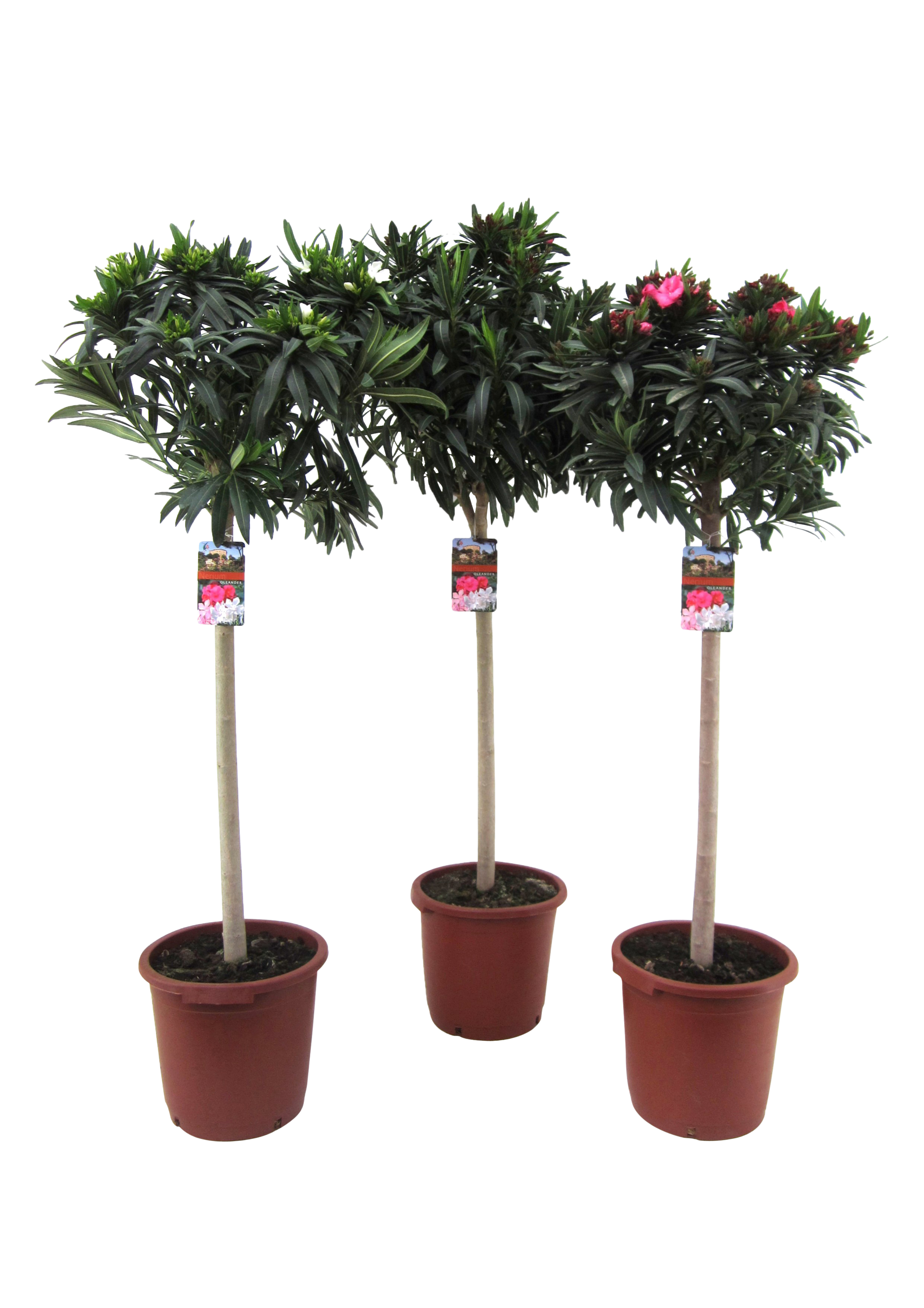 Oleander mix 150-170 cm
