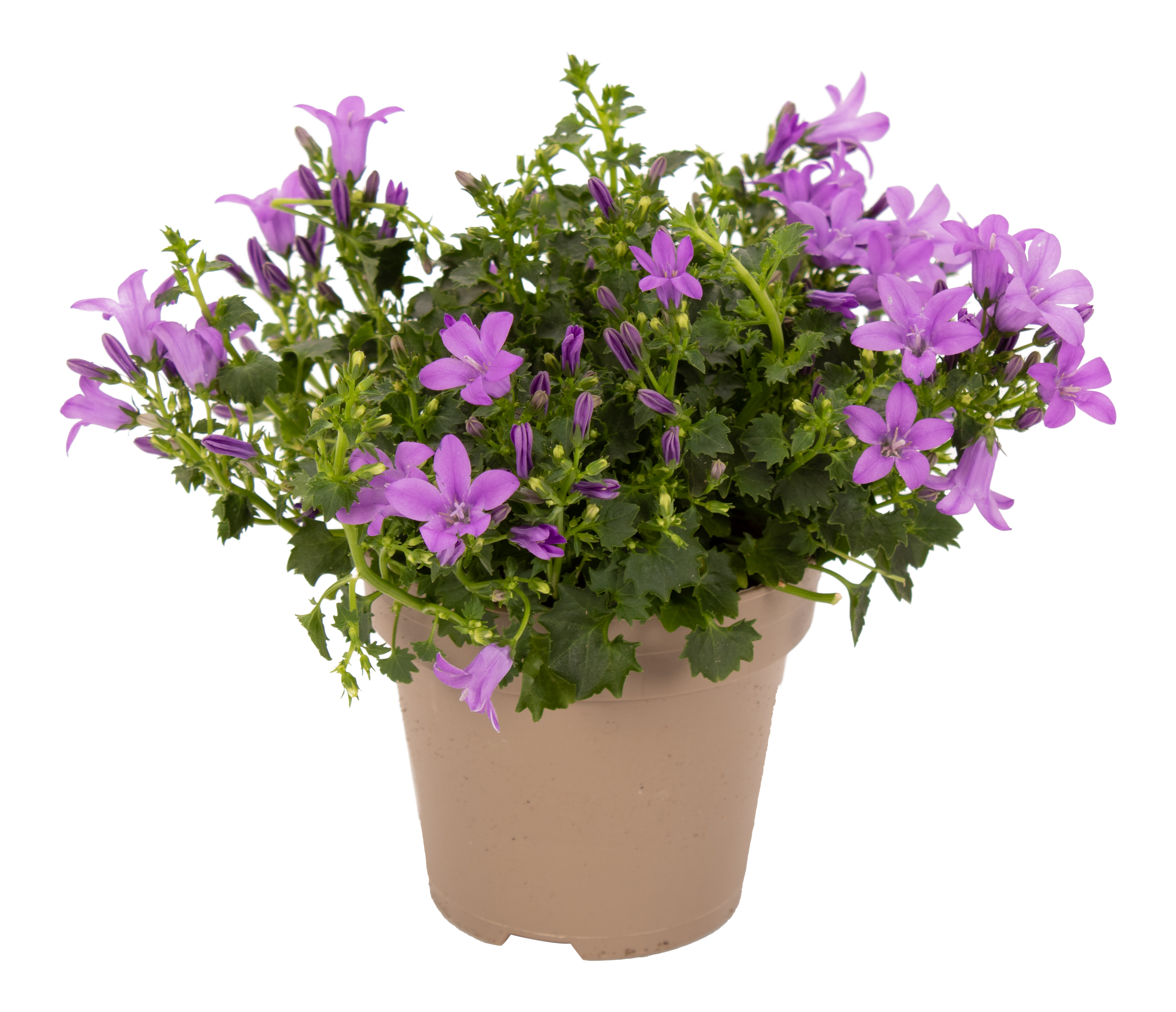 Dzwonek równolistny Lavender 22cm